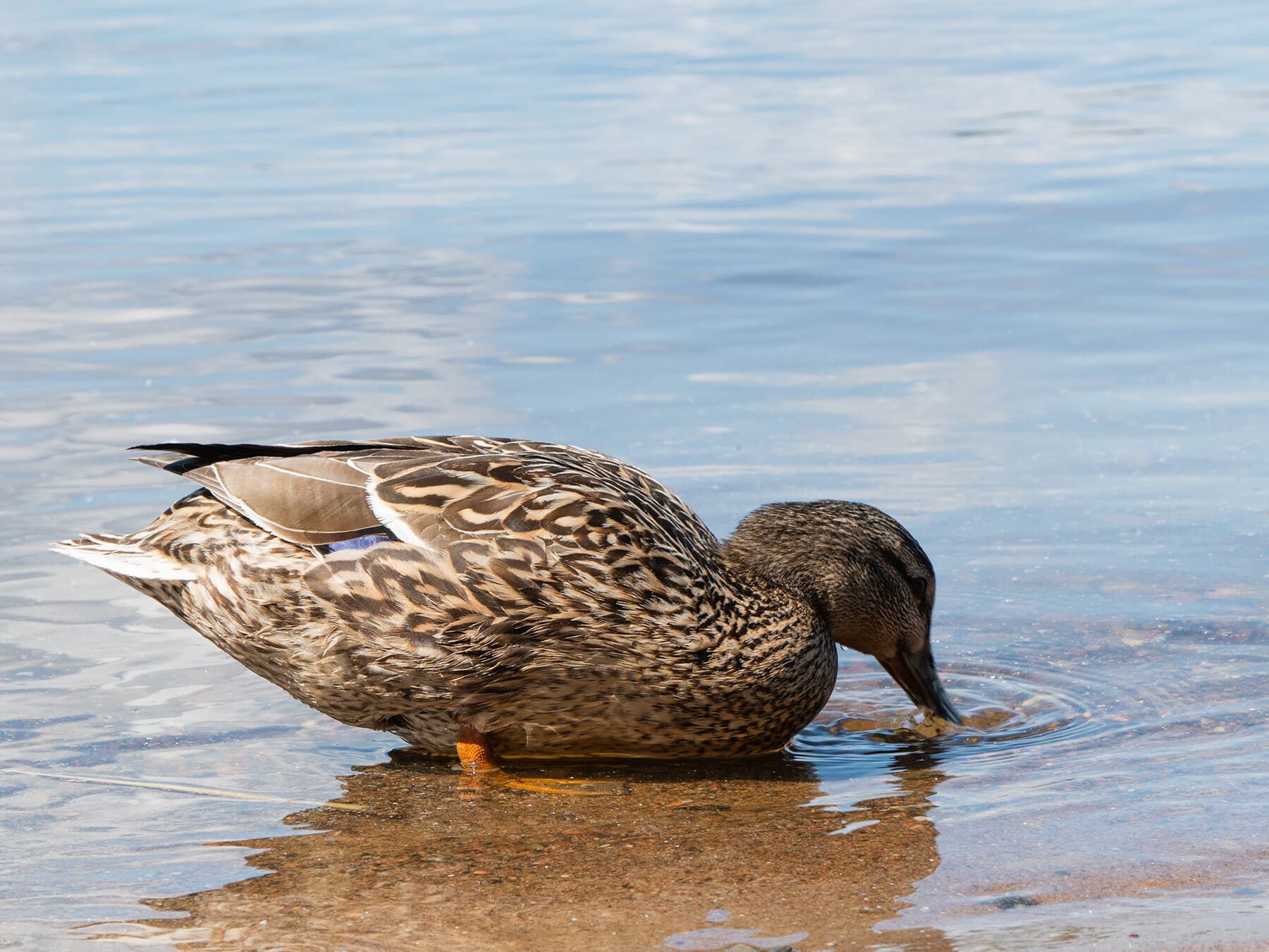 Female mallard drinking