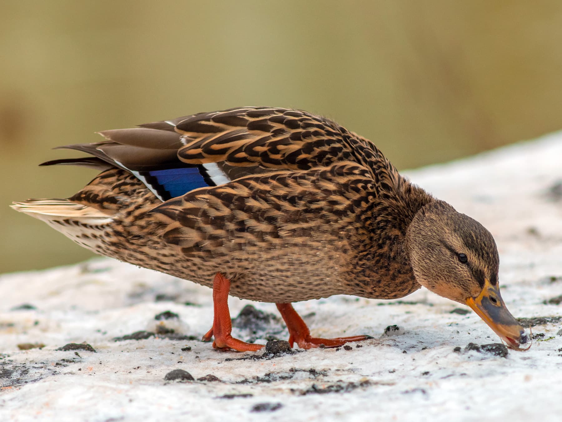Female mallard duck foraging in winter