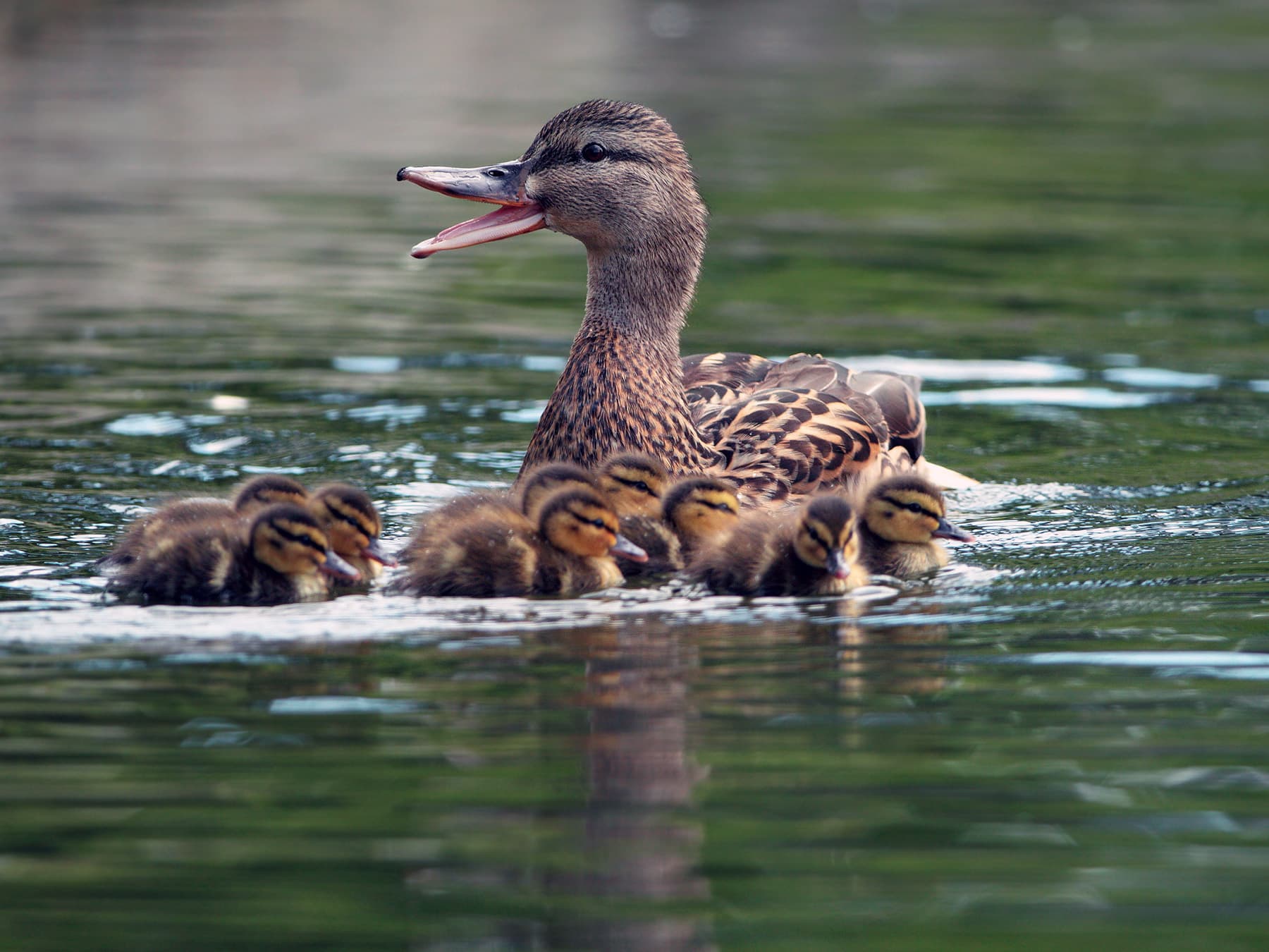 Female mallard on pond with ducklings