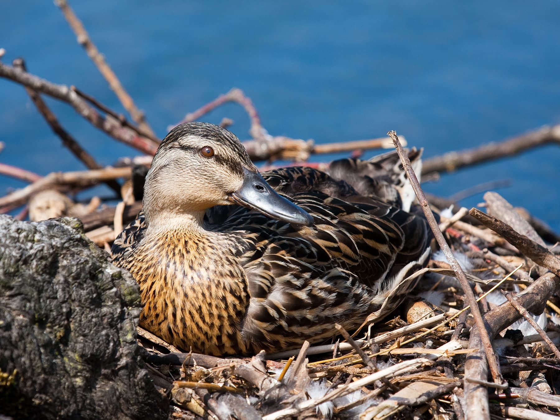 Female mallard sitting on her nest