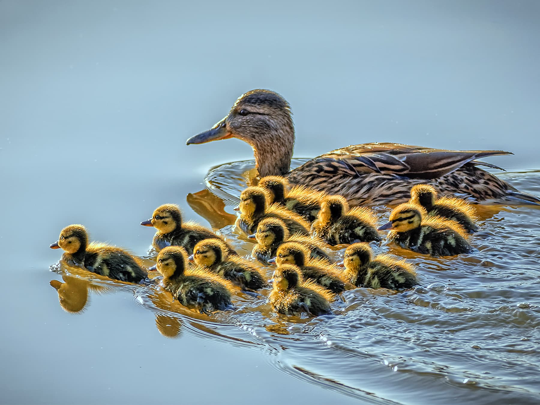 Female mallard swimming with her ducklings