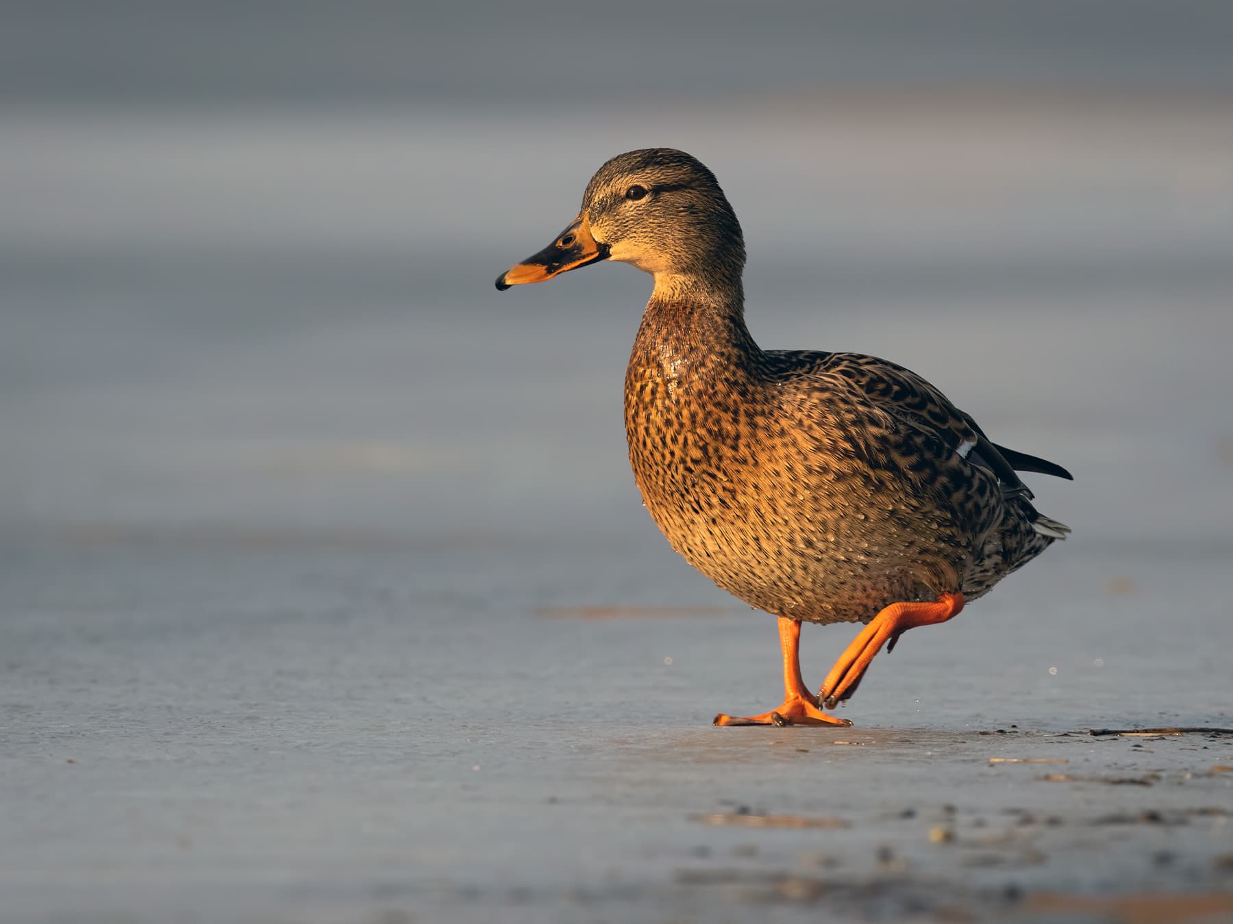 Female mallard walking on frozen lake