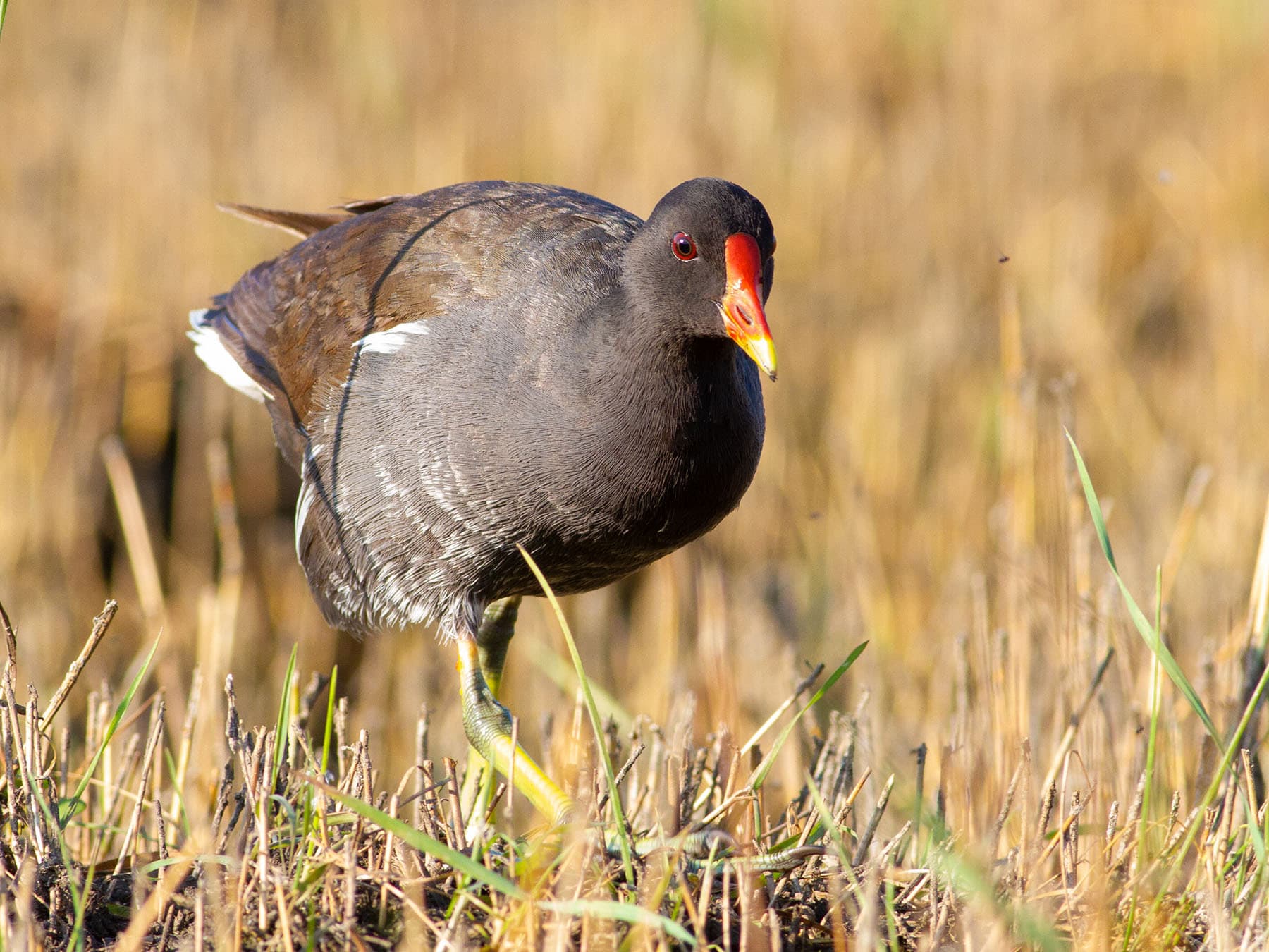 Female Moorhens (Male vs Female Identification)