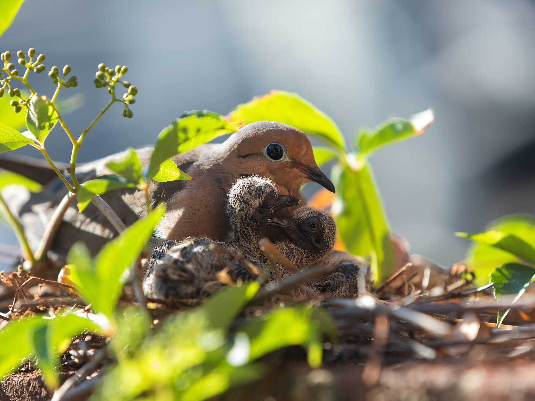 Female mourning dove on nest