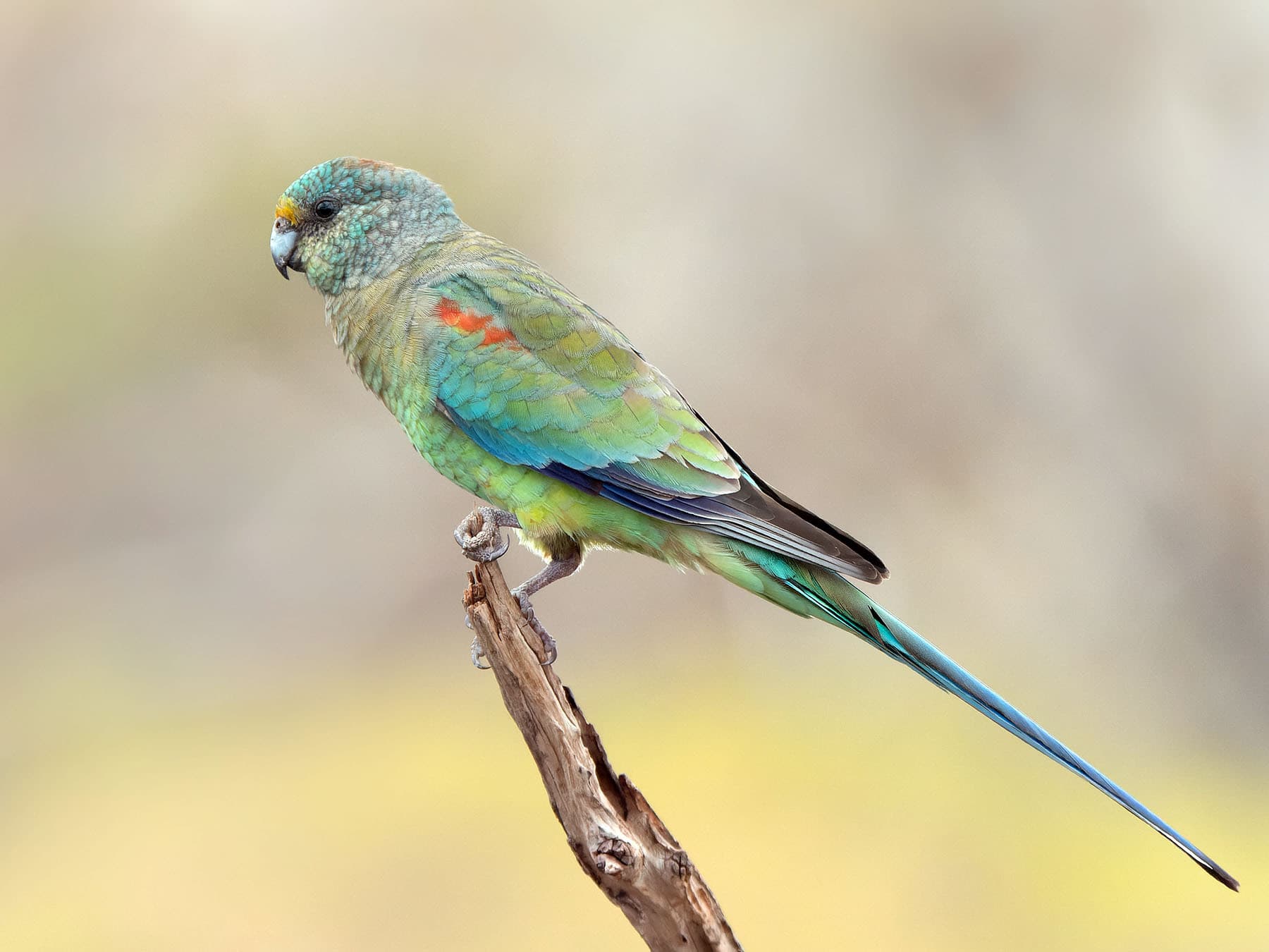 Female Mulga Parrot