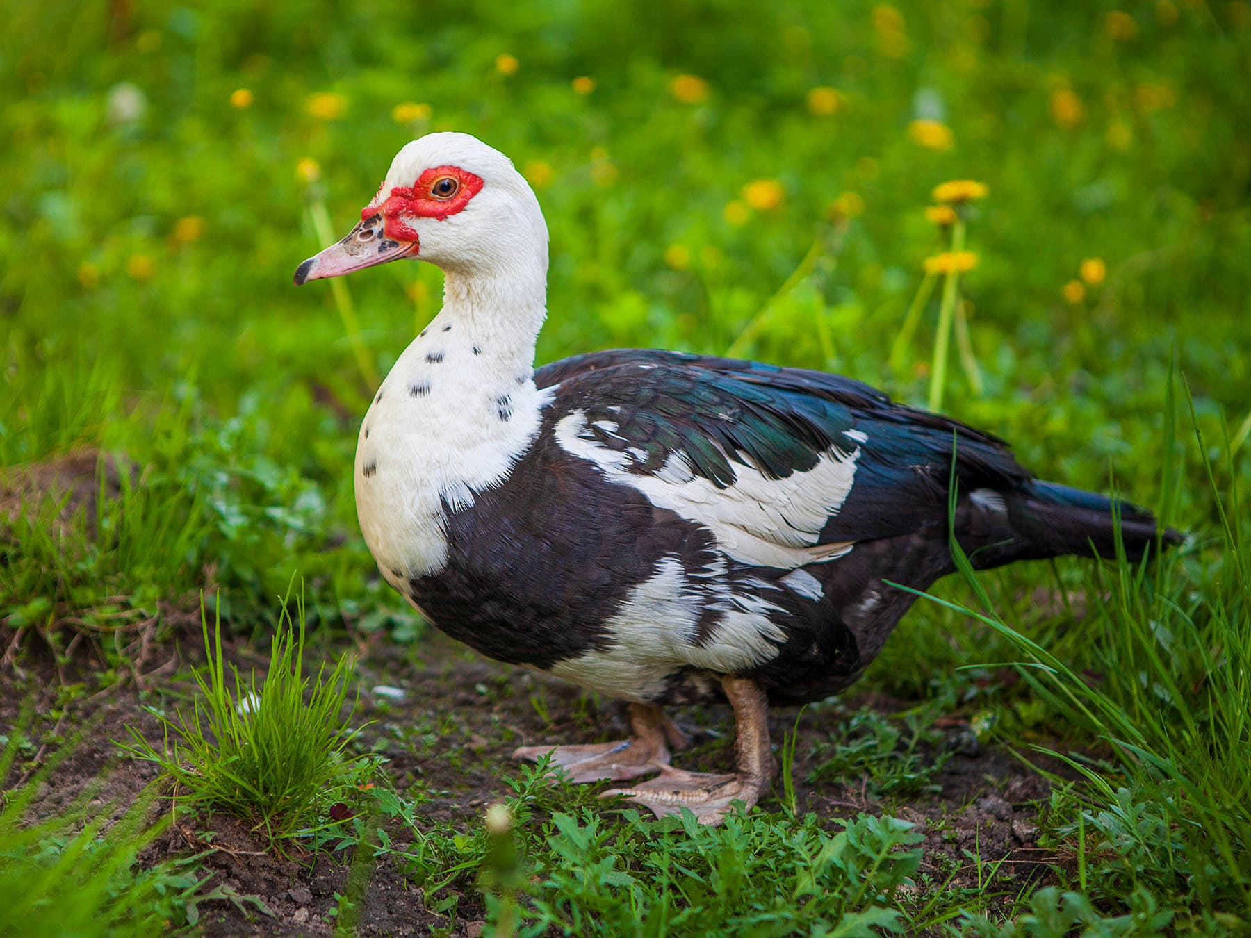 Female Muscovy Ducks (Male vs Female Identification)