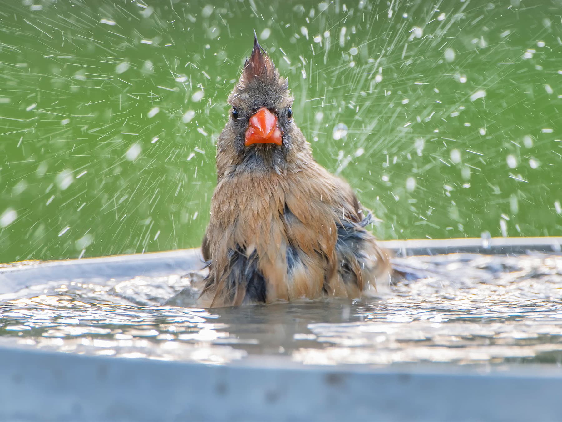 Female northern cardinal bathing in bird bath