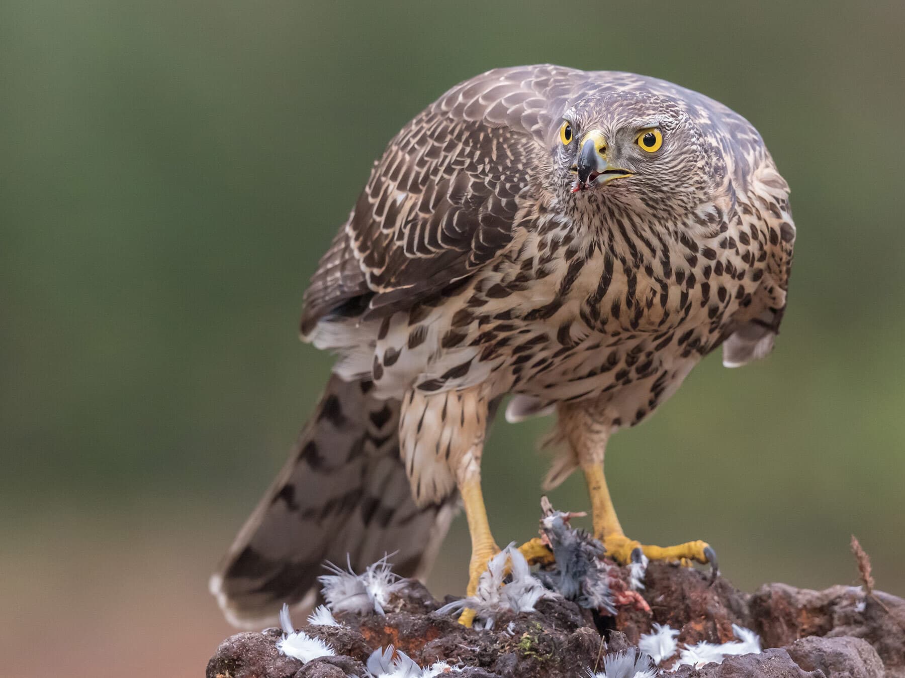 A young Goshawk on a plucked bird: brown above, buff below with dark streaks