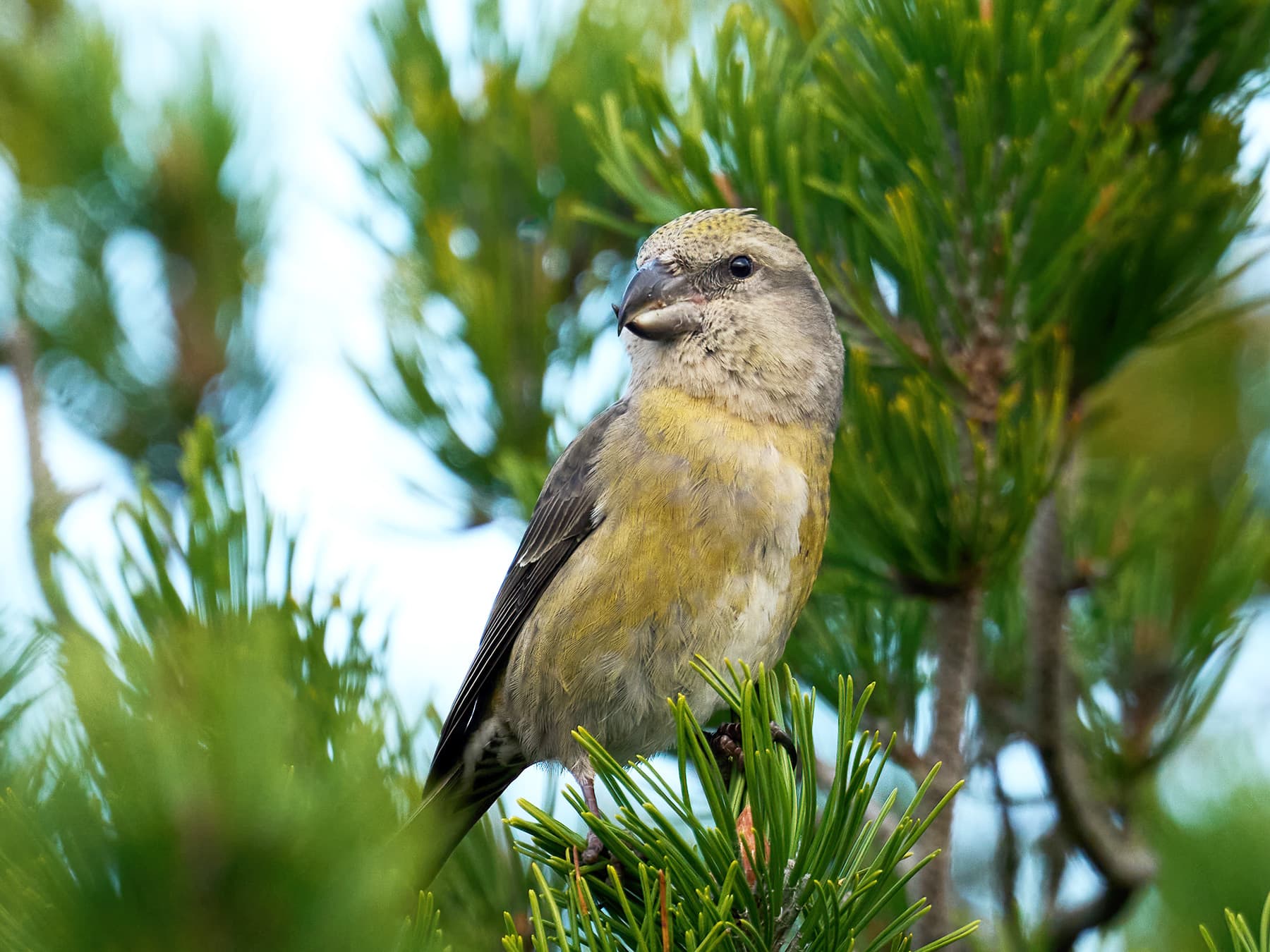 Female Parrot Crossbill