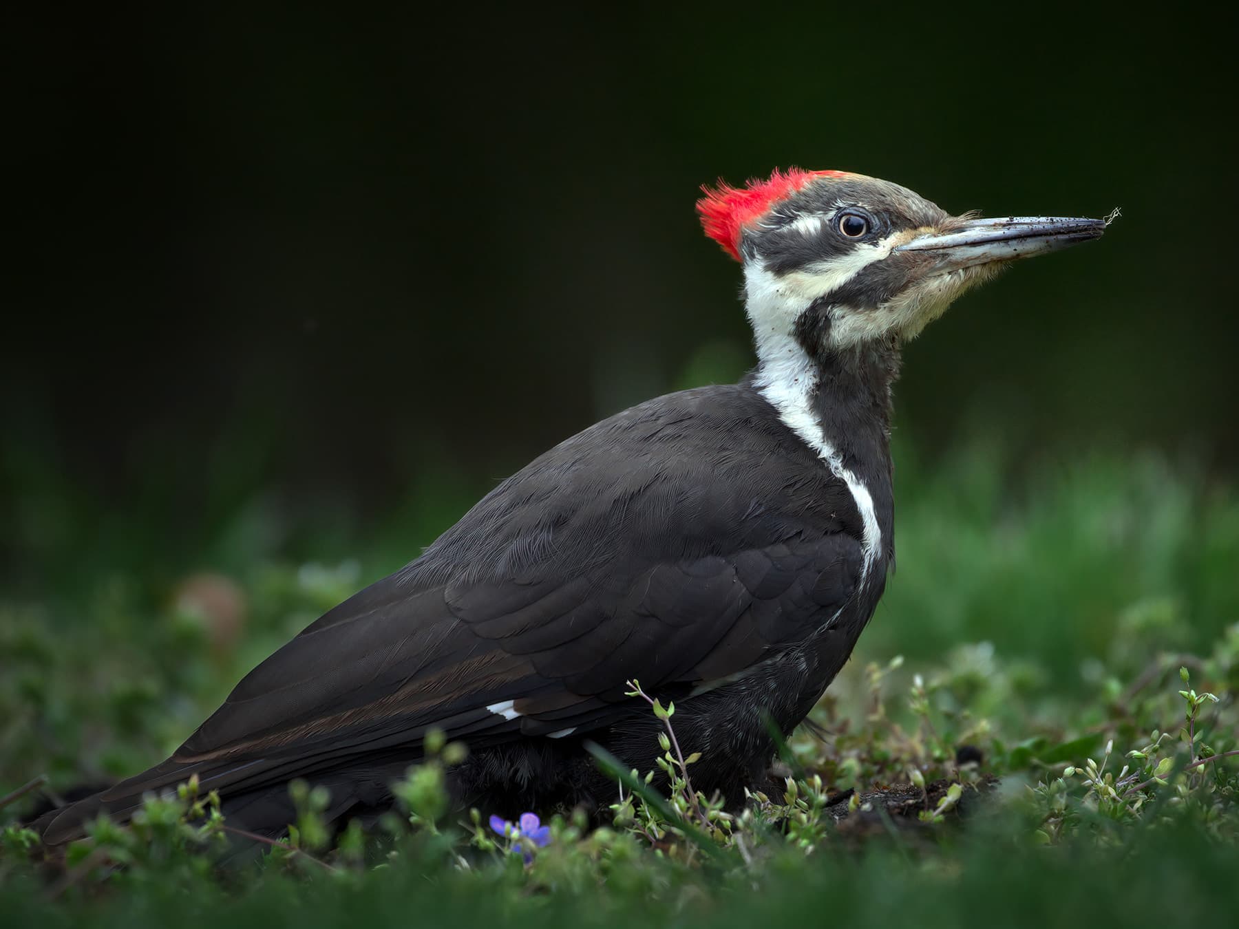 Female pileated woodpecker by edge of dark forest