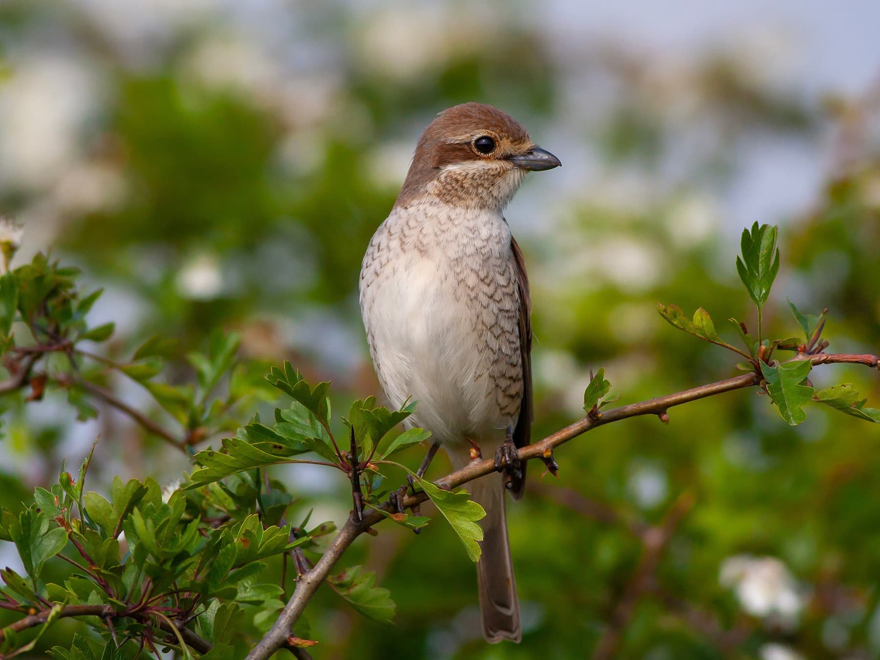 Female Red-backed Shrike sitting in natural habitat