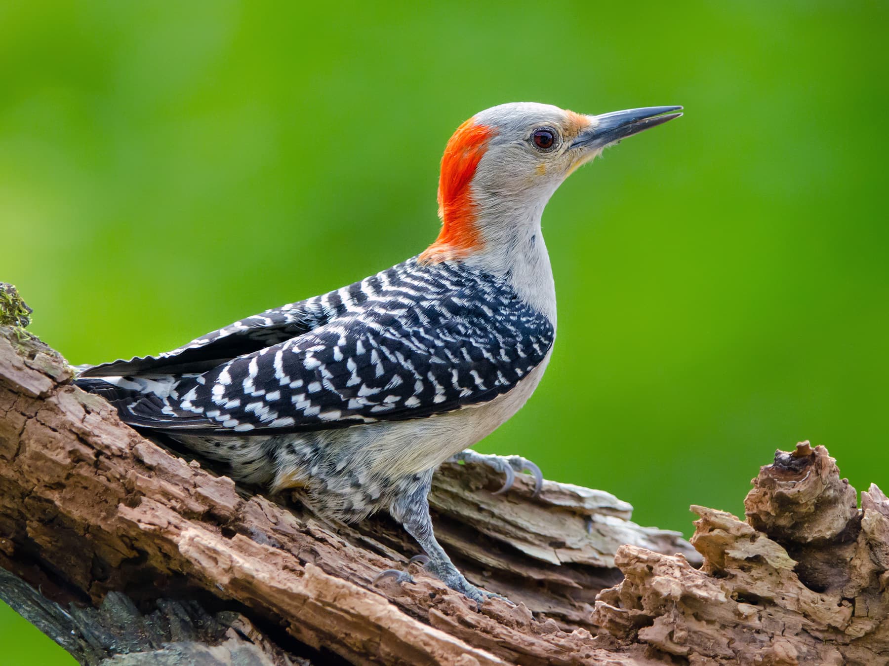 Female Red-bellied Woodpecker