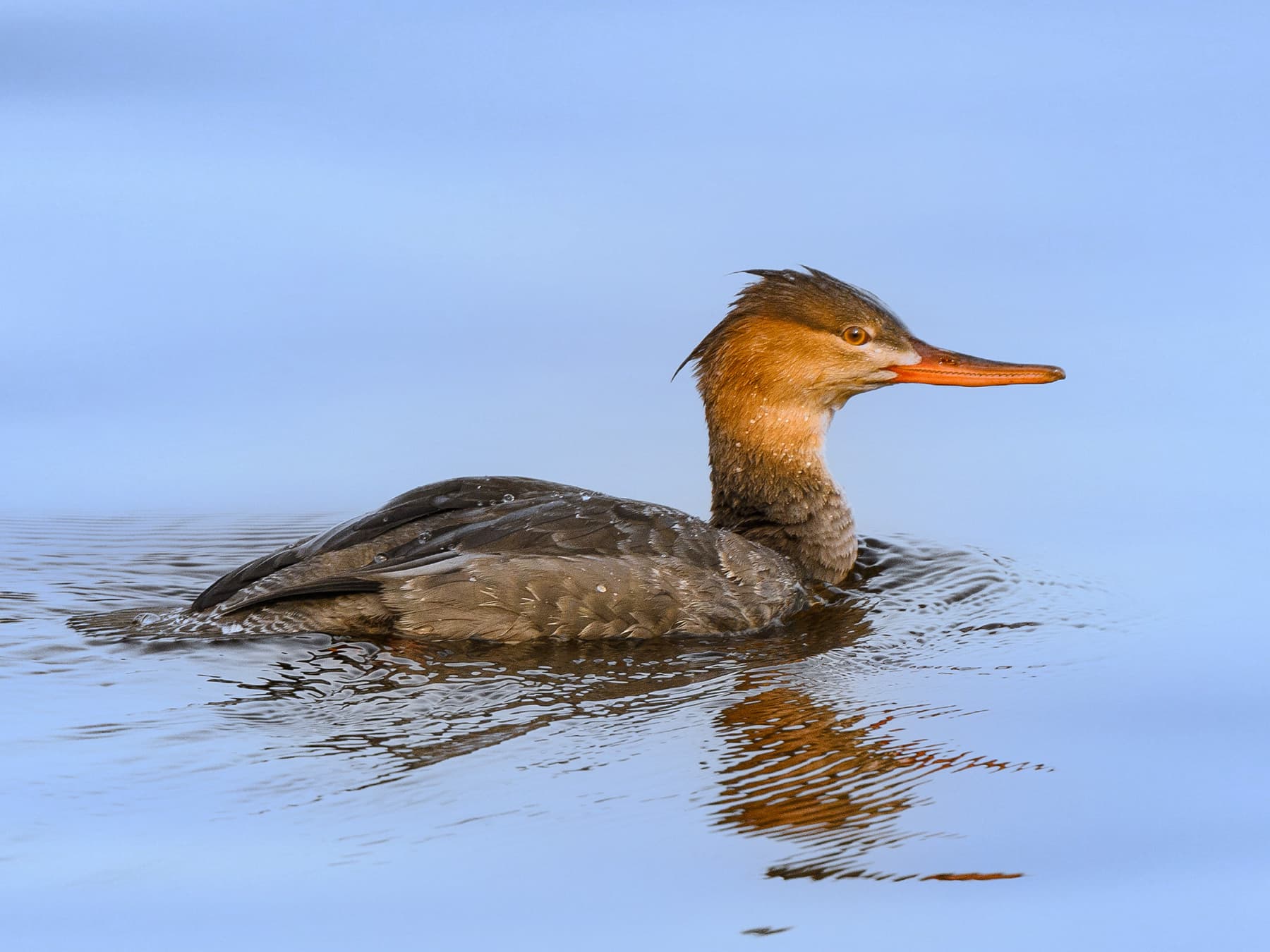 Female Red-Breasted Merganser