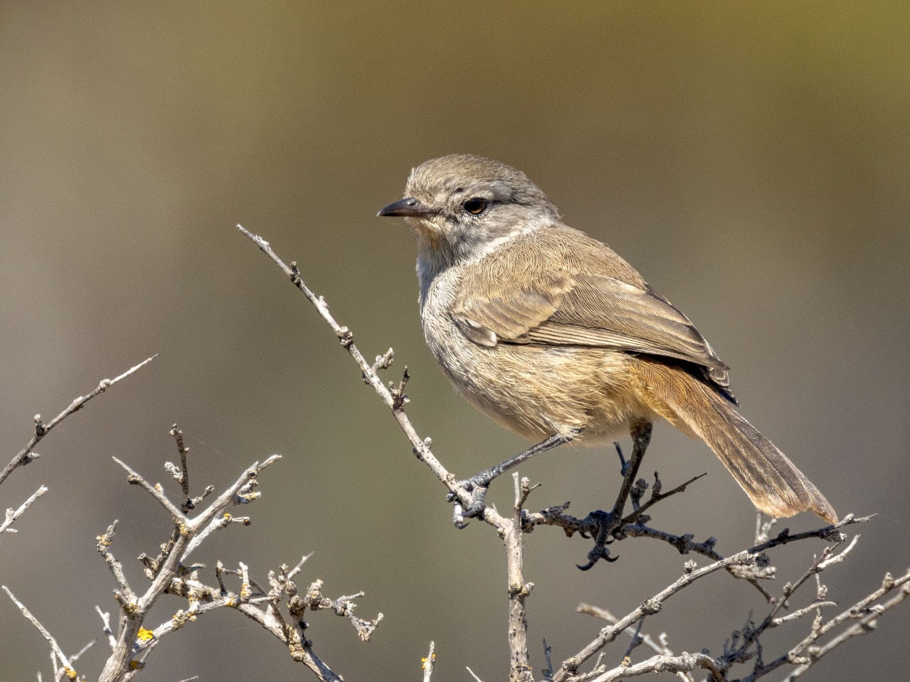 Female Redthroat