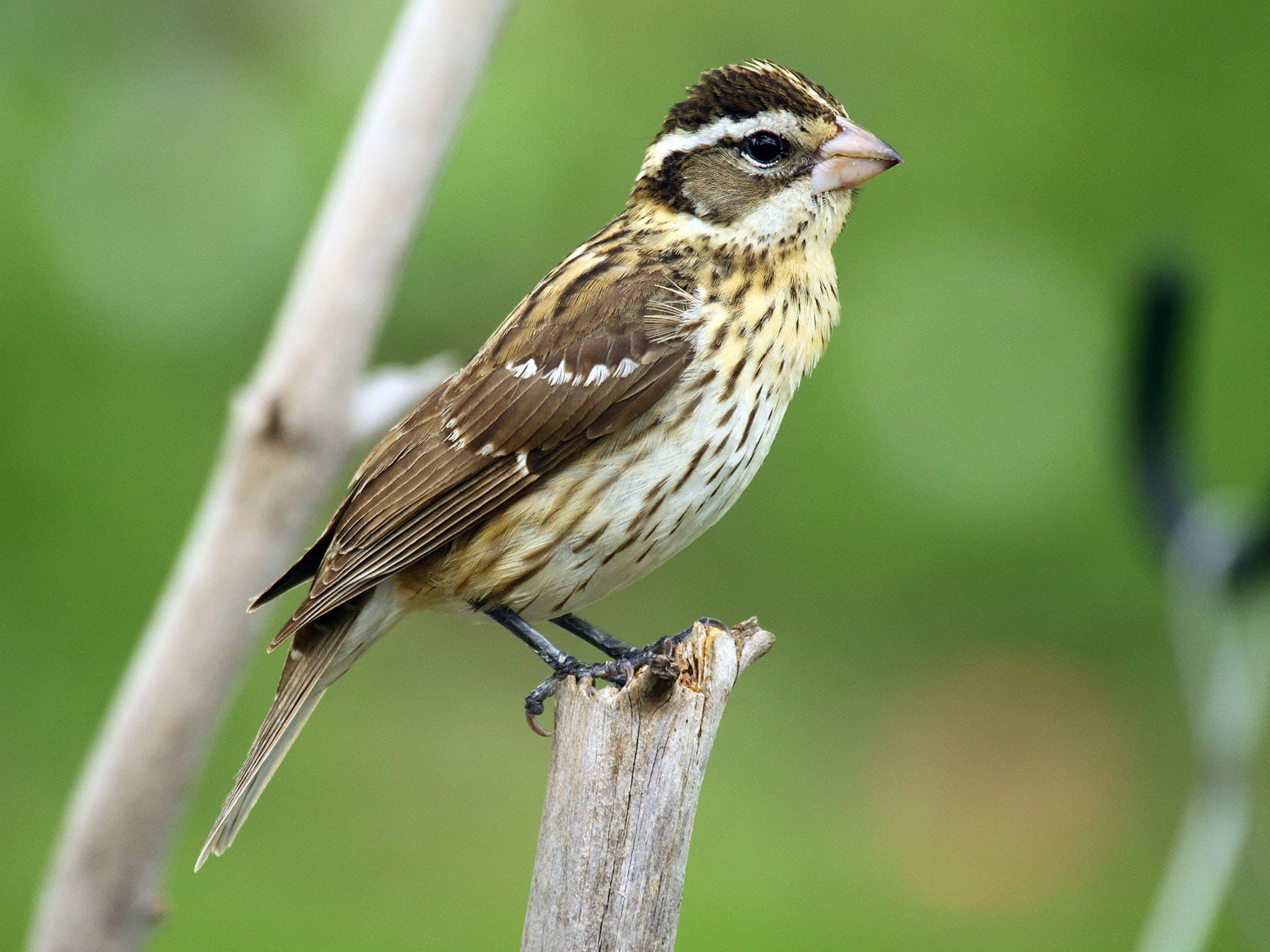 Female Rose-breasted Grosbeak