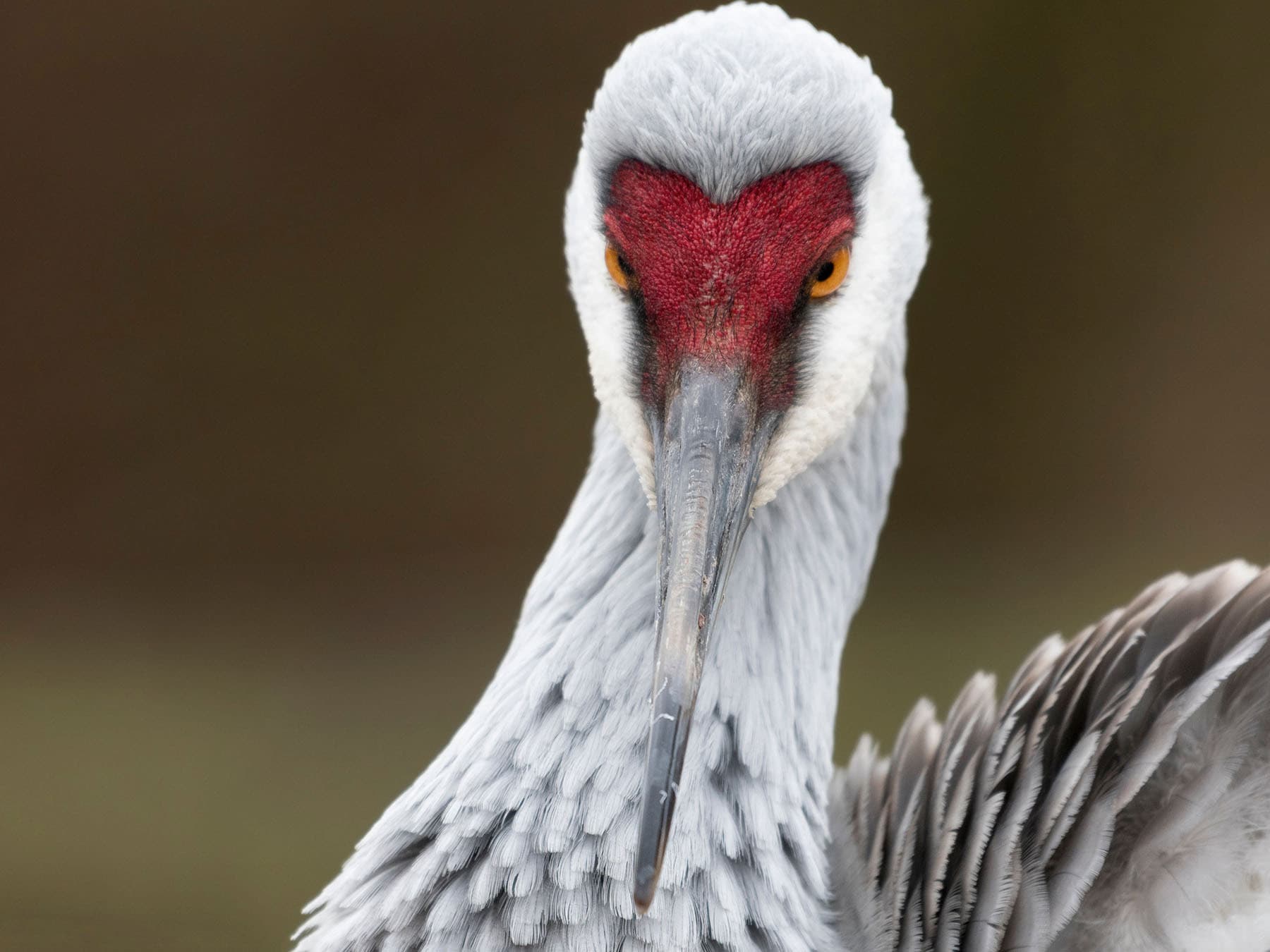 Female Sandhill Cranes (Male vs Female Identification)