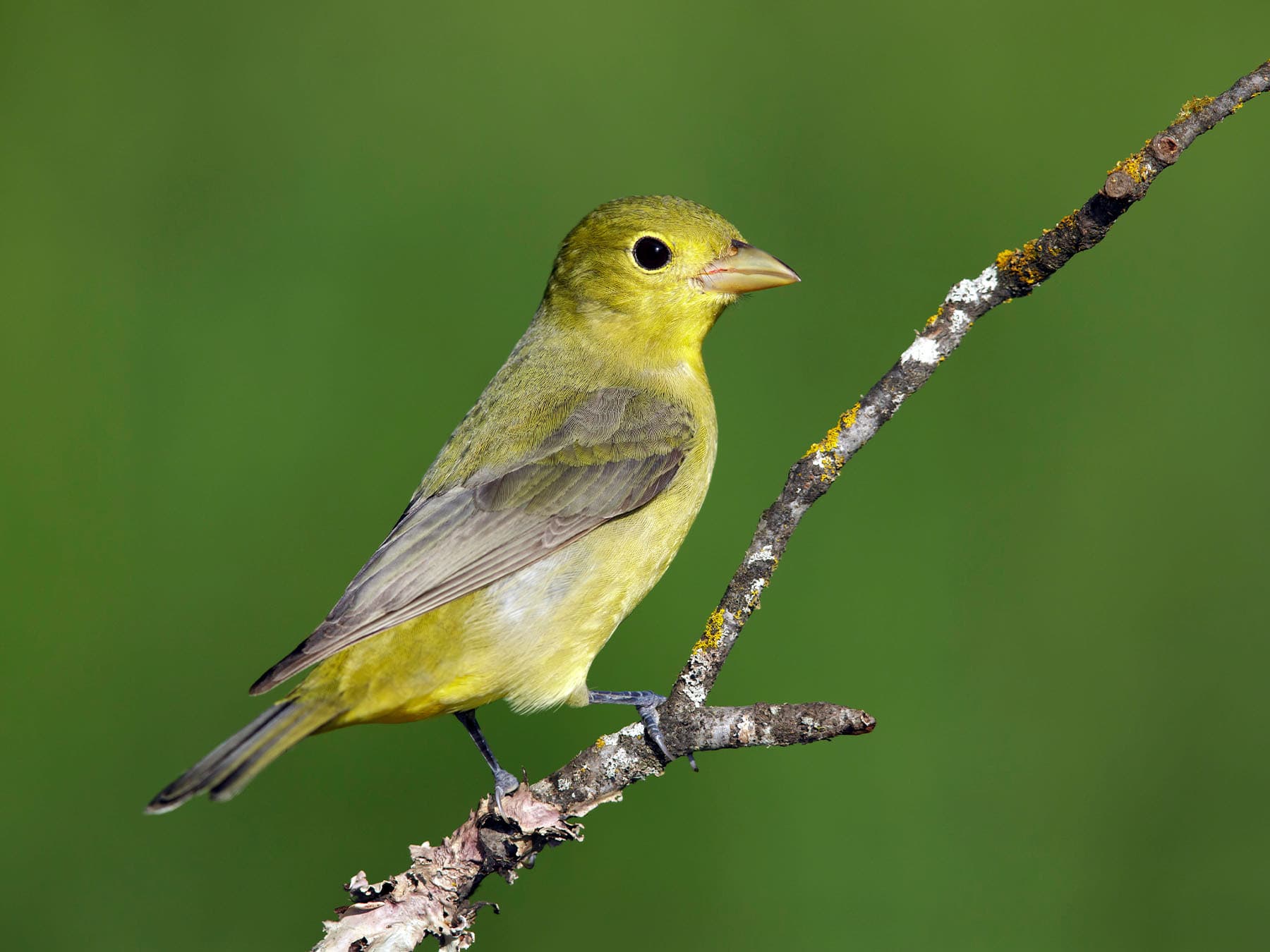 Female Scarlet Tanager