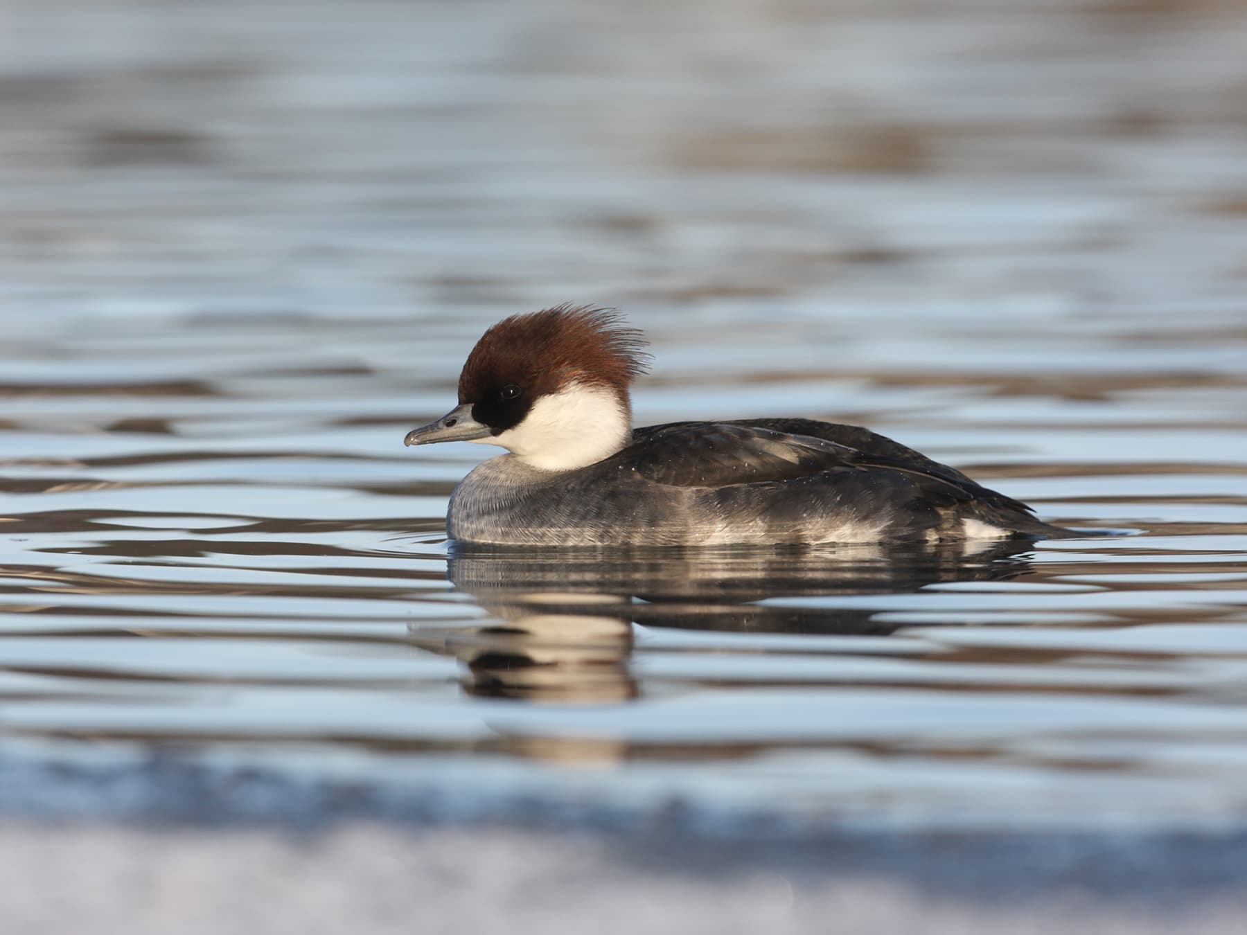 Female Smew