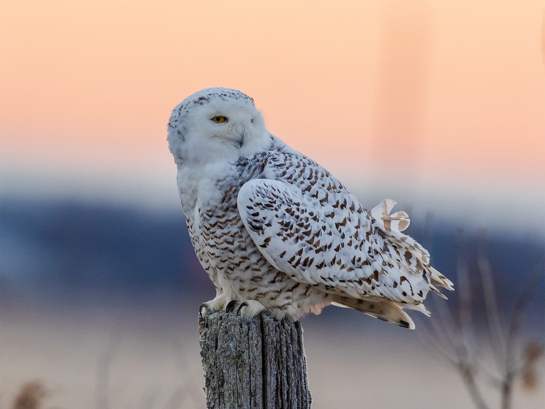 Female Snowy Owl