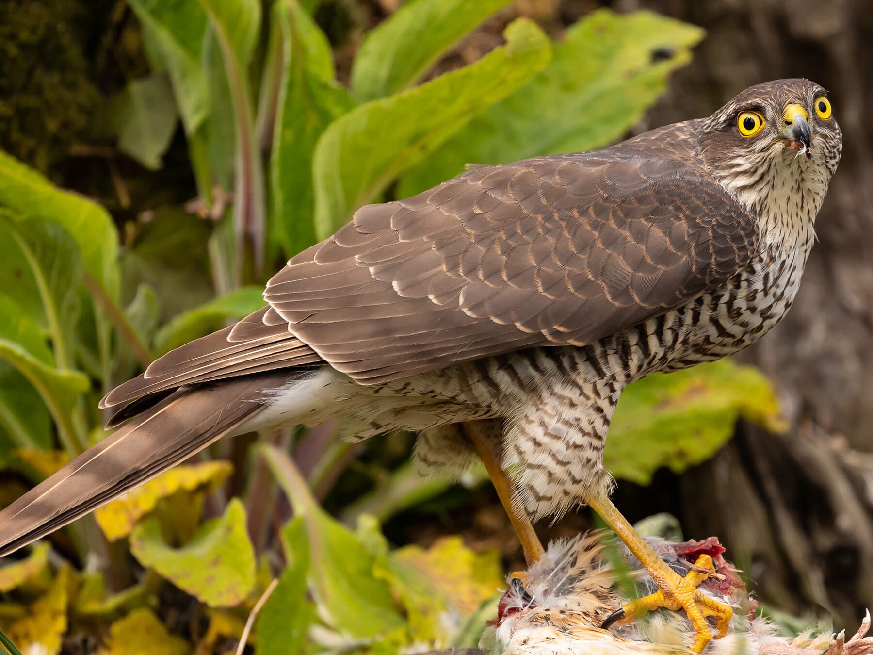 Female sparrowhawk feeding