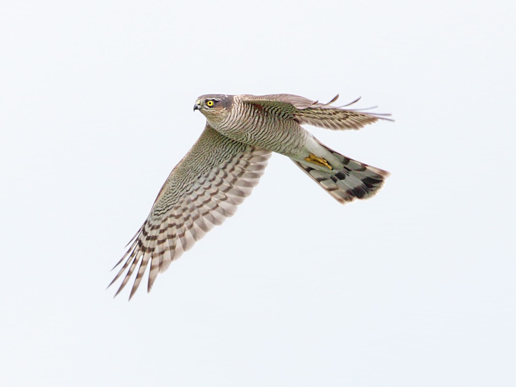 Female sparrowhawk in flight