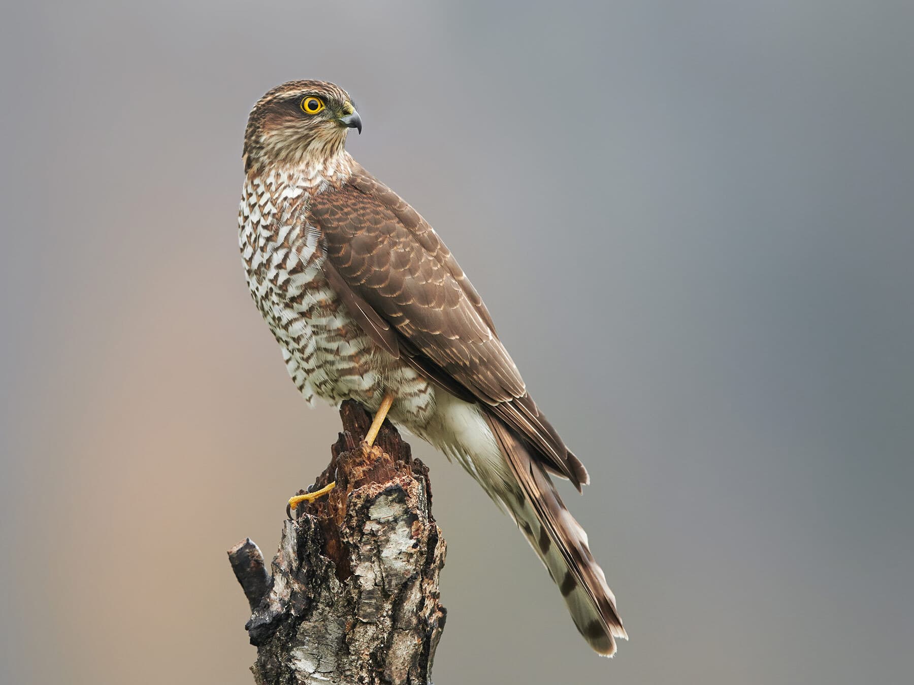 Female sparrowhawk perched