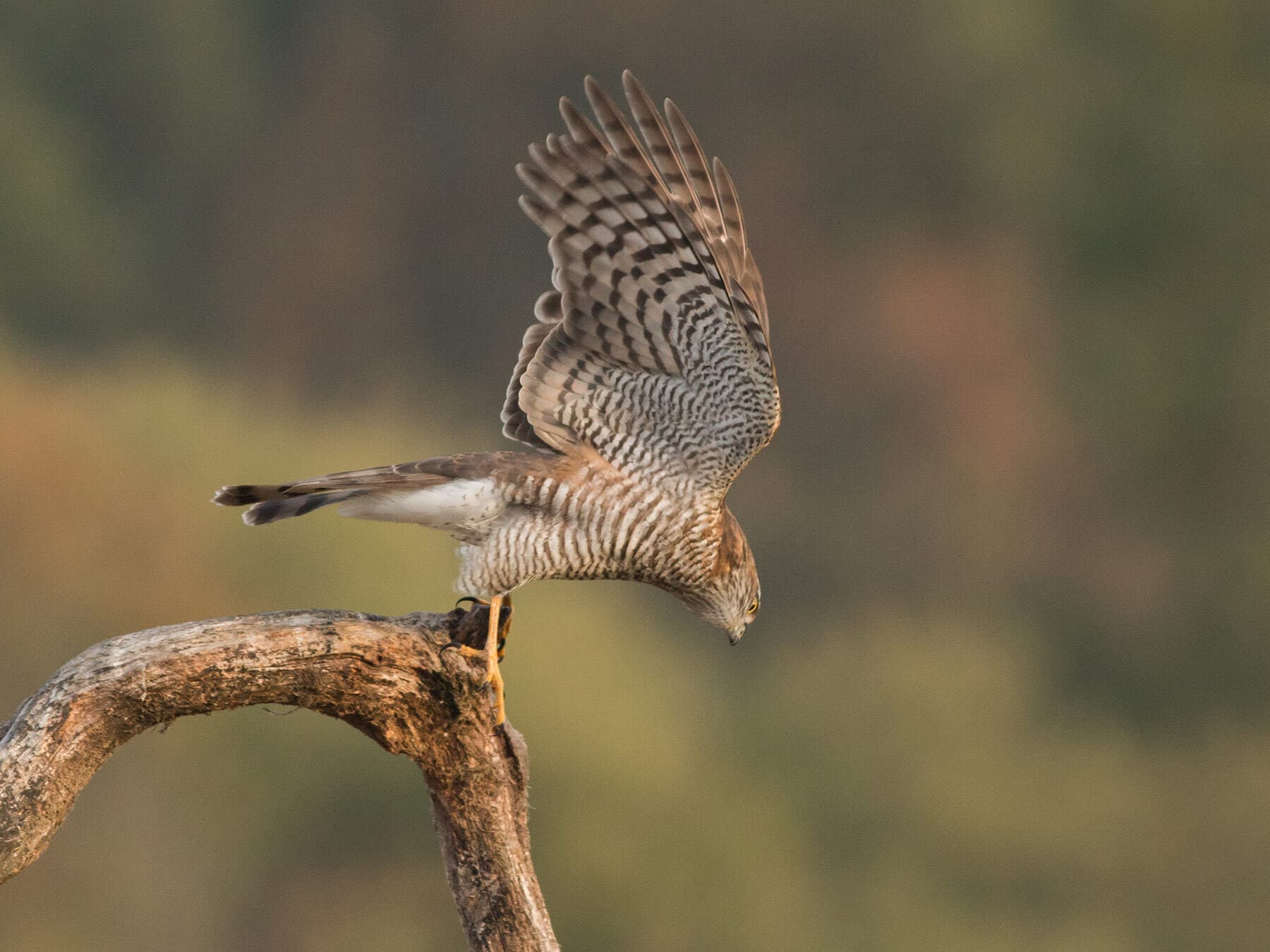 Female sparrowhawk taking off