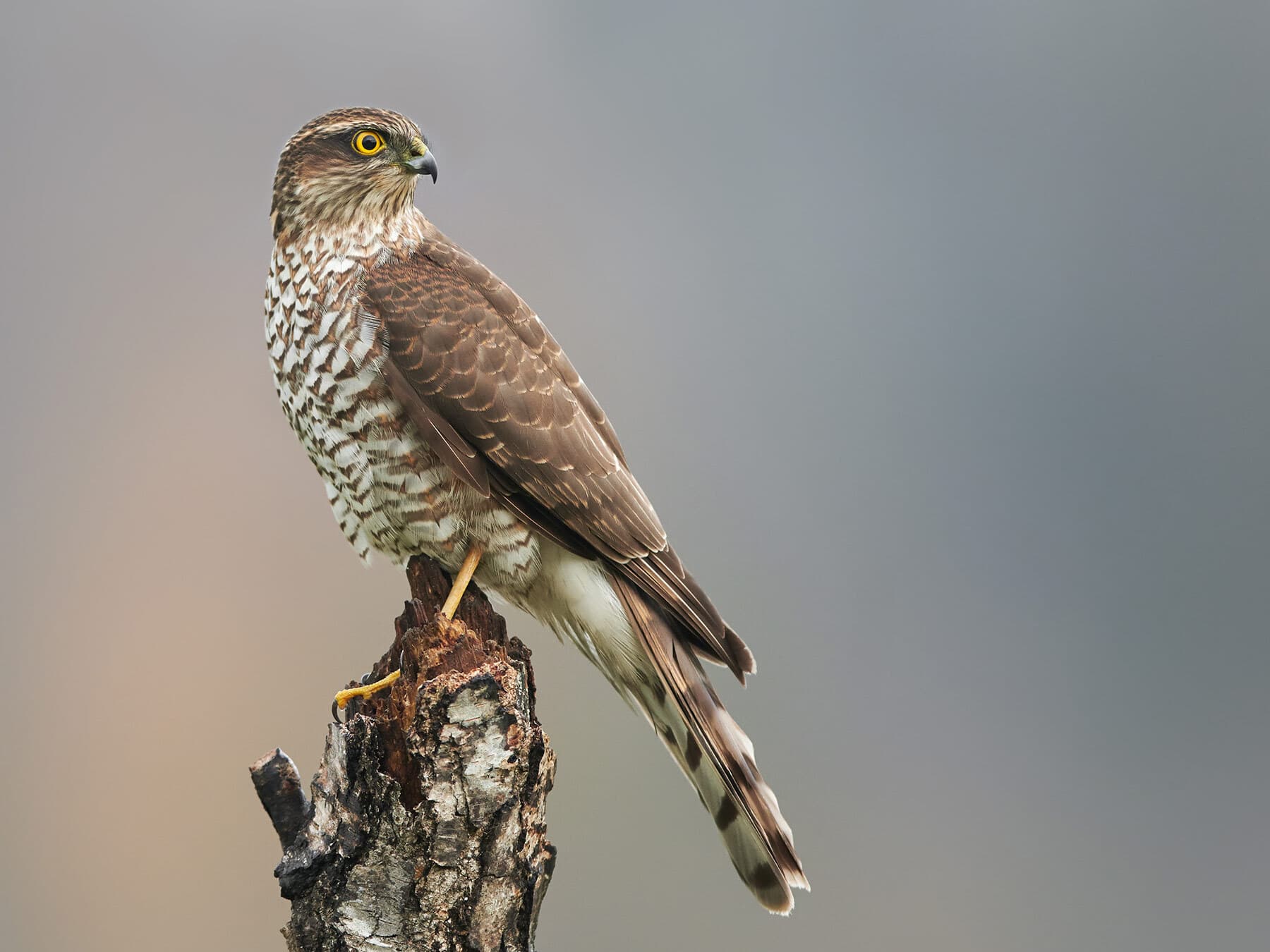Female sparrowhawk