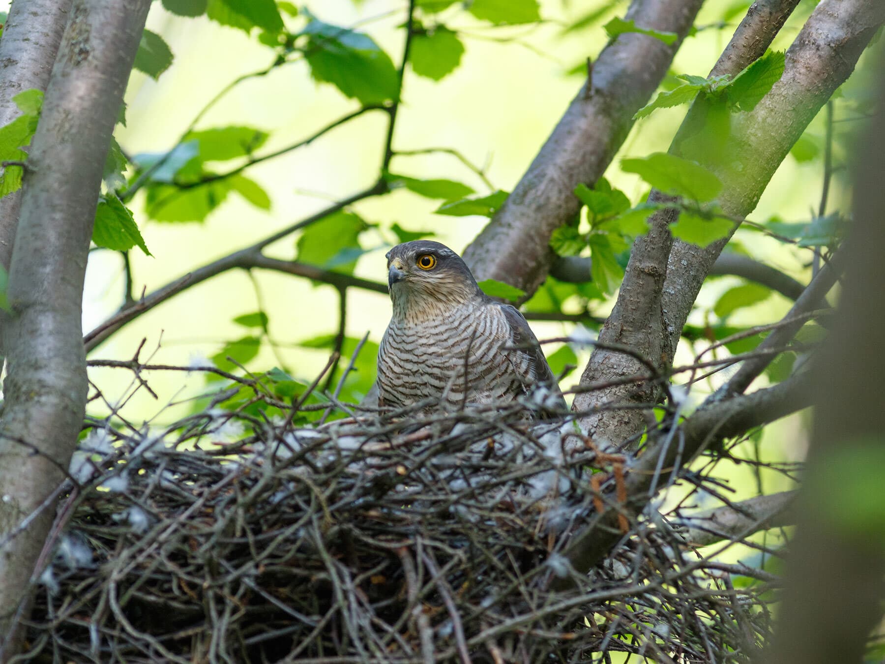 Female sparrowhawks incubating eggs