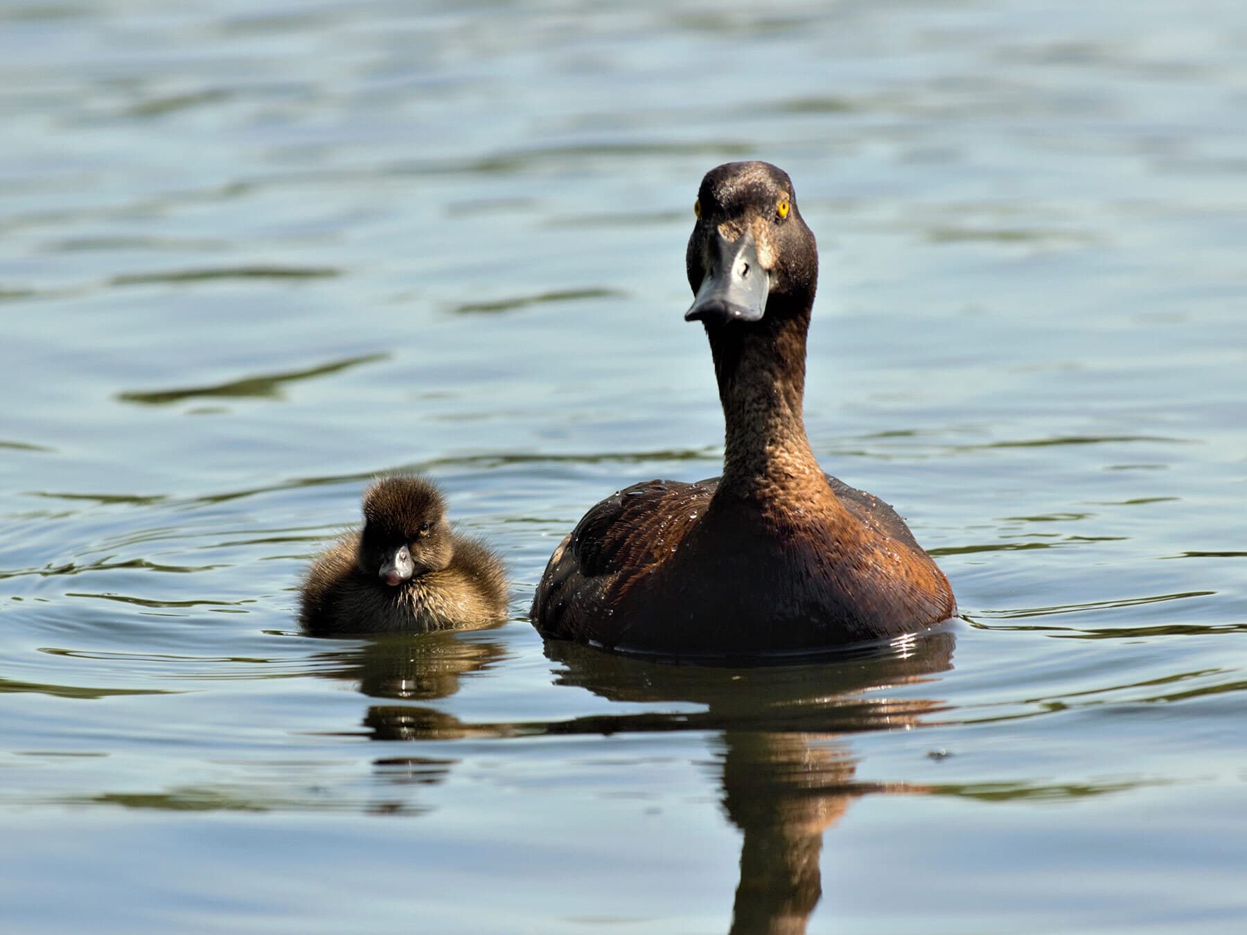 Female tufted duck with duckling