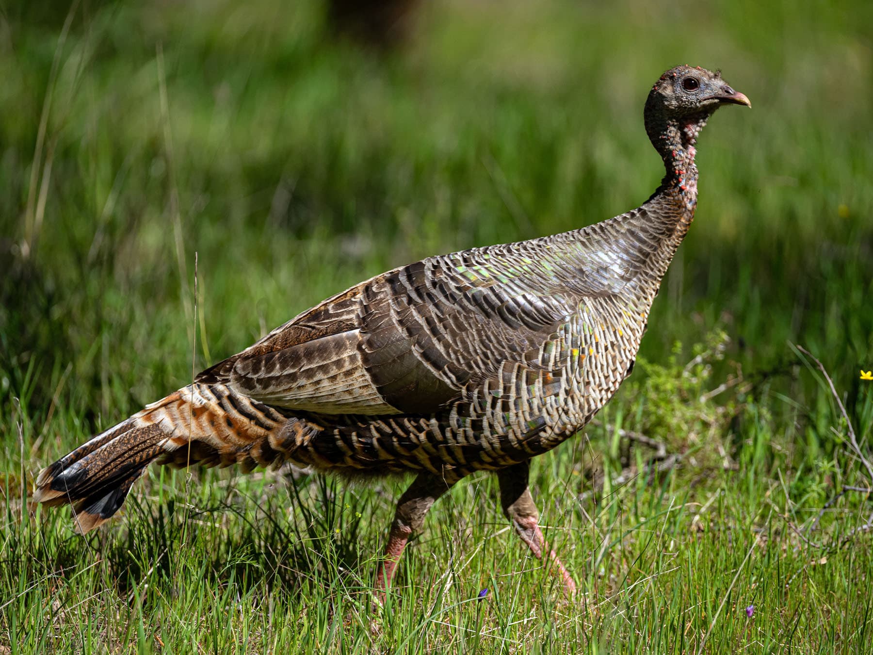 Female Wild Turkey
