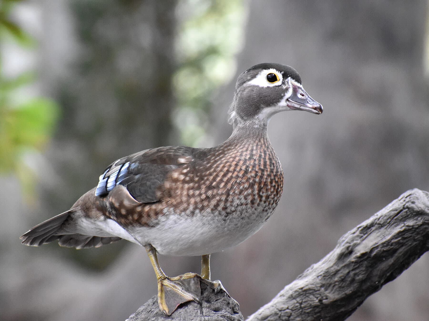 Female wood duck perch