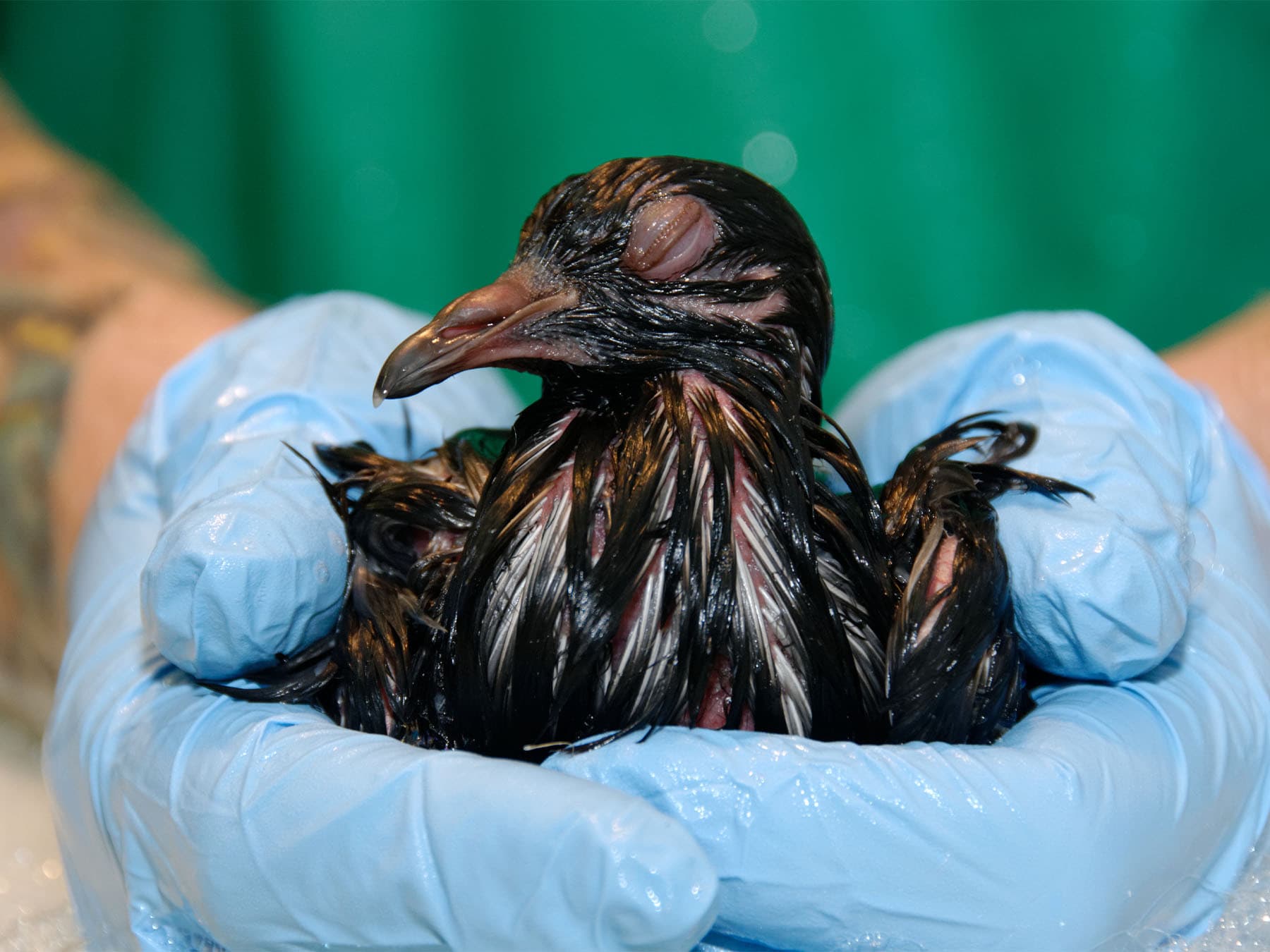 Feral pigeon covered in oil before cleaning