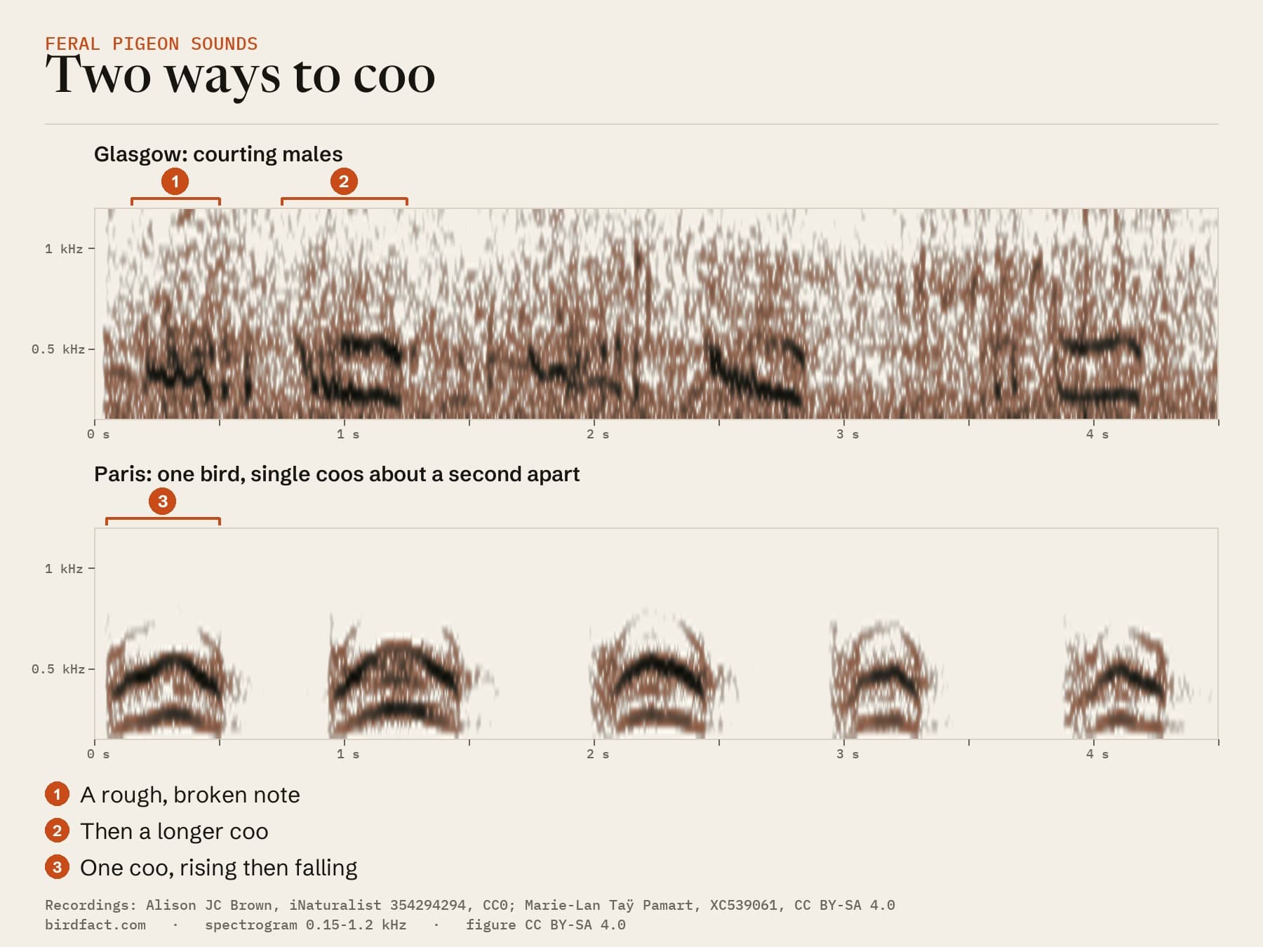 Two ways to coo: courting males in Glasgow give a rough, broken note and then a longer coo; a single bird in Paris gives single coos that rise and fall, about a second apart
