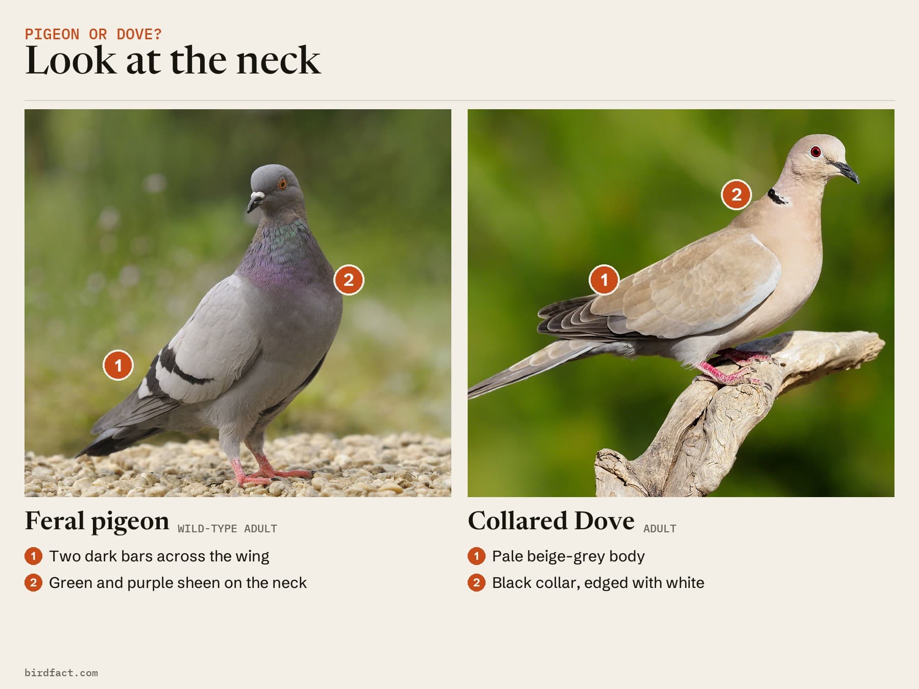 Two photos side by side. Left, a feral pigeon on gravel: grey with two dark wing bars and a green and purple sheen on its neck. Right, a Collared Dove on a branch: paler and sandier, with a narrow black collar on the side of its neck.