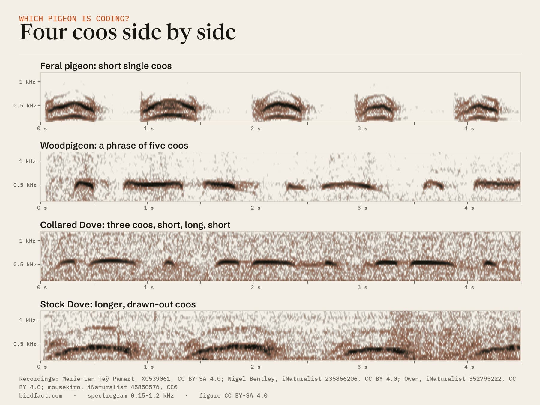 Four coos side by side: the feral pigeon's short single coos, the Woodpigeon's phrase of five coos, the Collared Dove's three coos (short, long, short) and the Stock Dove's longer, drawn-out coos