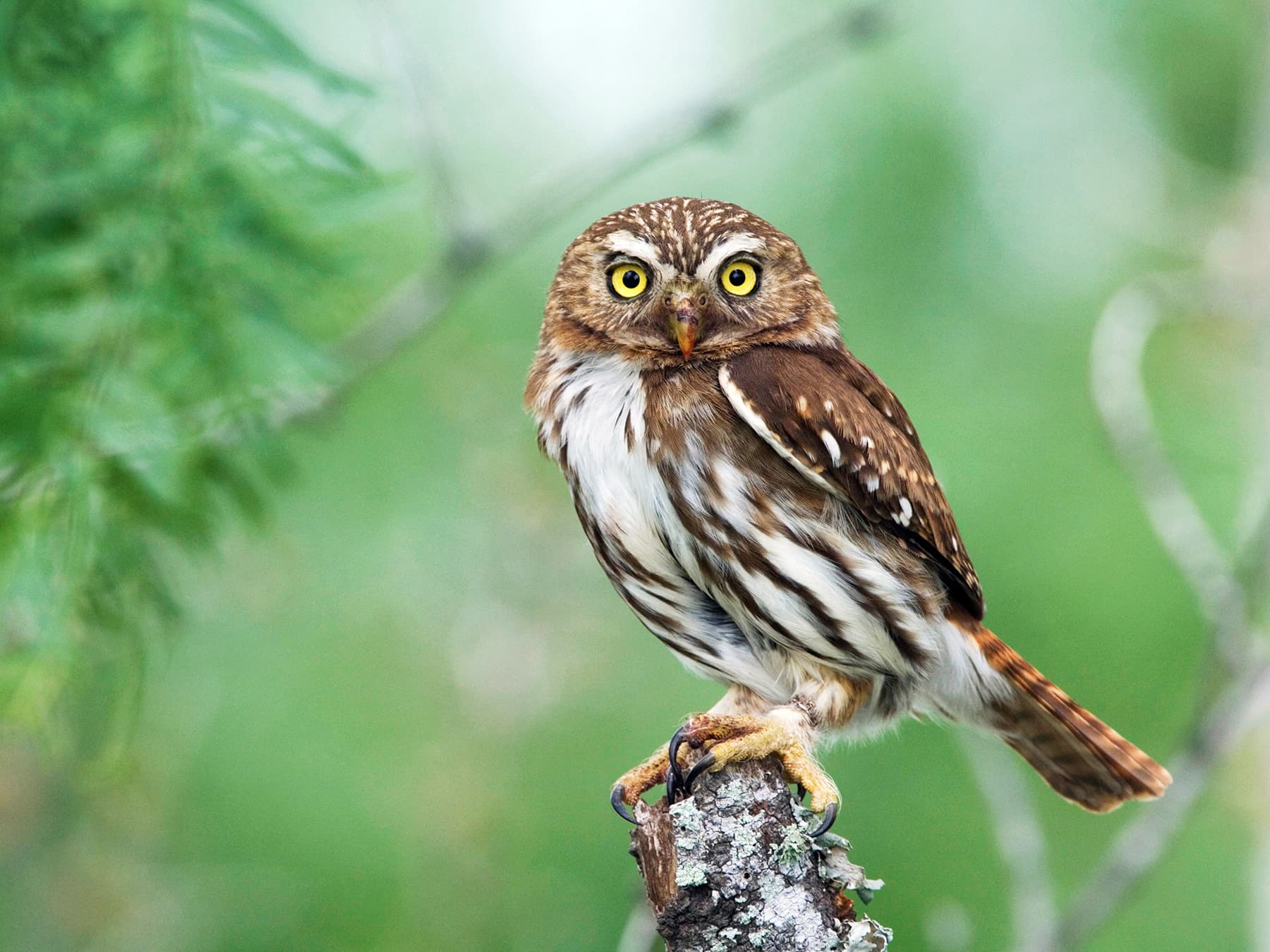 Ferruginous Pygmy-owl
