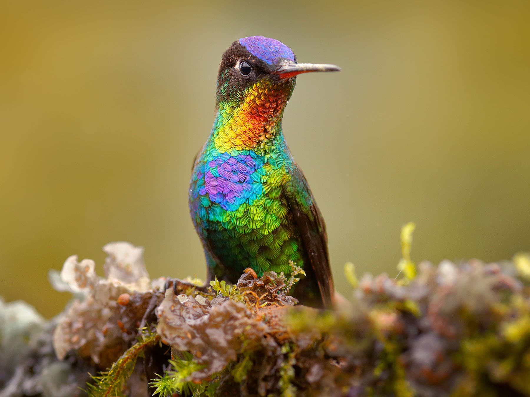 Fiery throated hummingbird