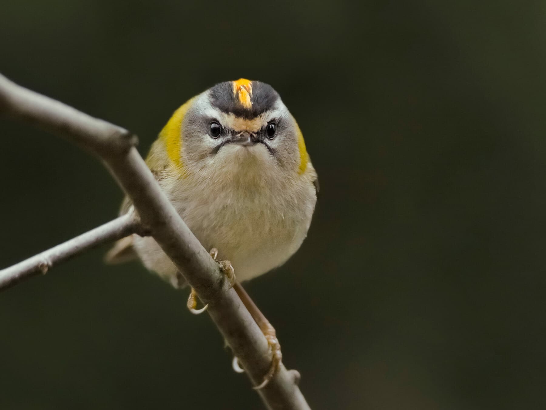 A Firecrest face on: white eyebrows over black eye-stripes, and the crown stripe edged in black