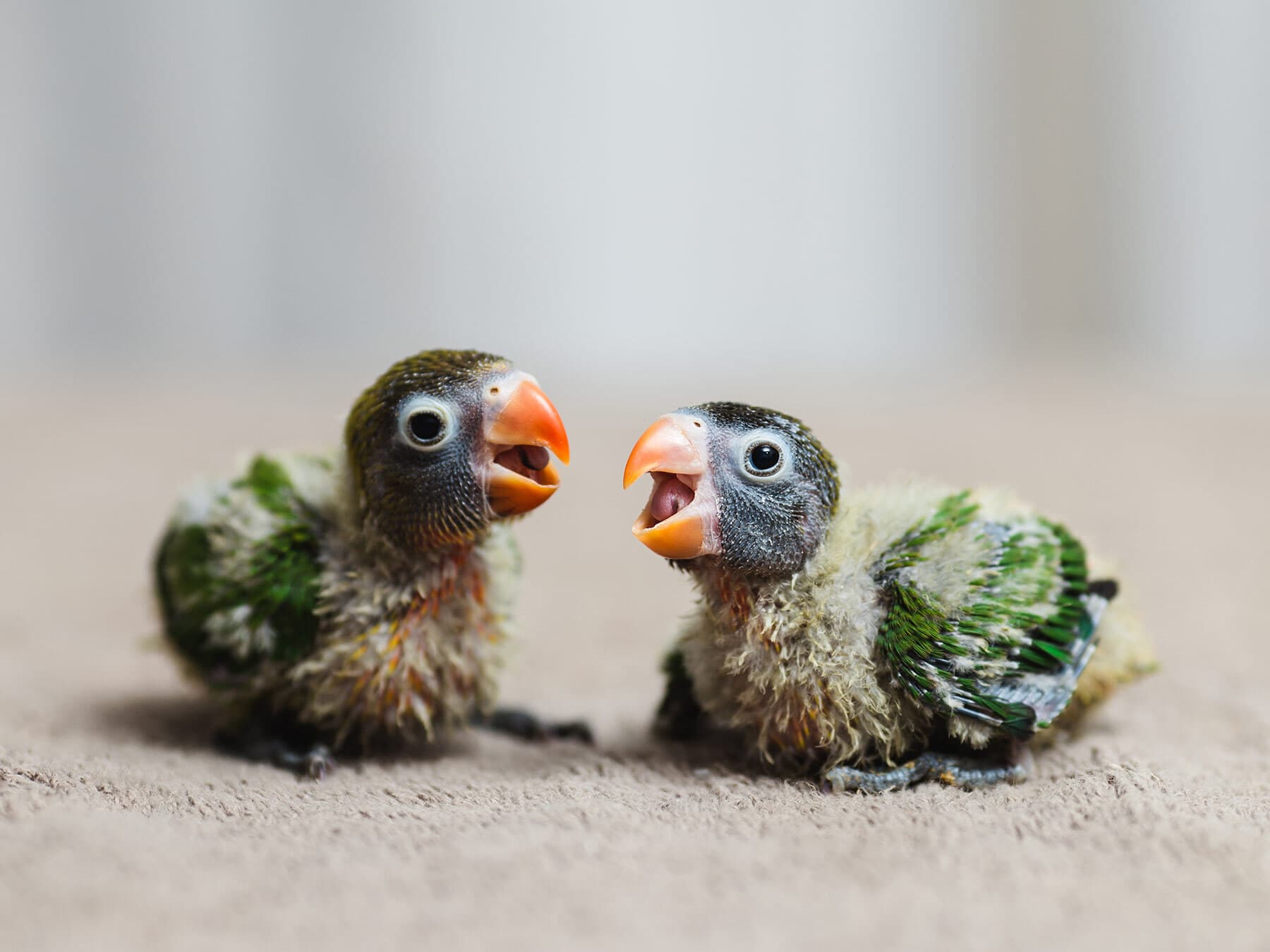 Fischers lovebird chicks