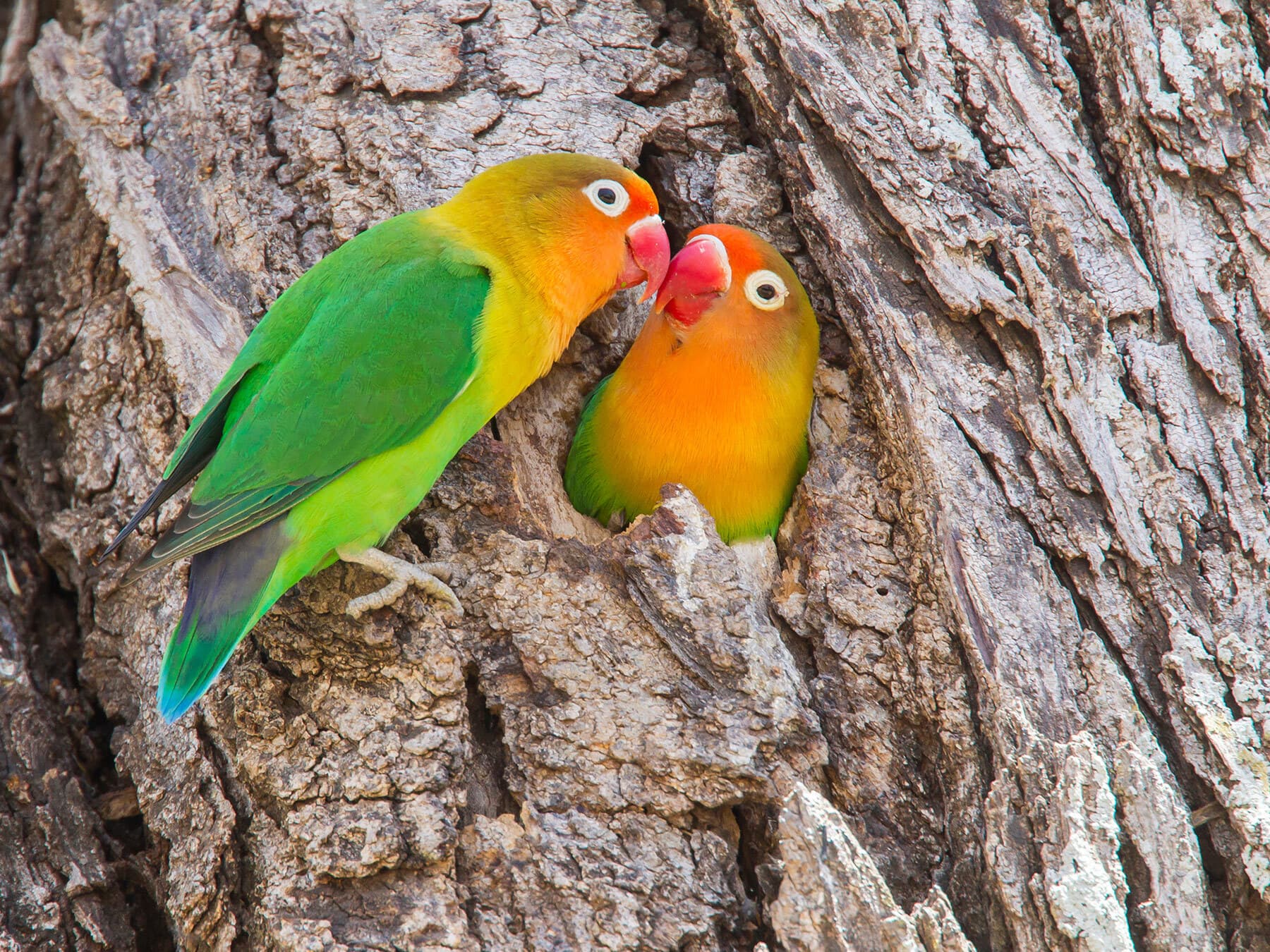 Fischers lovebirds nesting