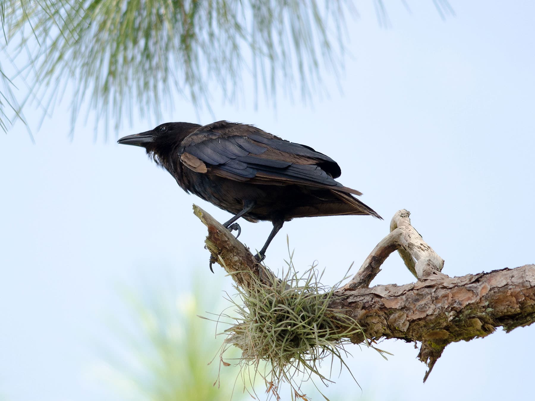 Fish Crow perching on the end of a branch