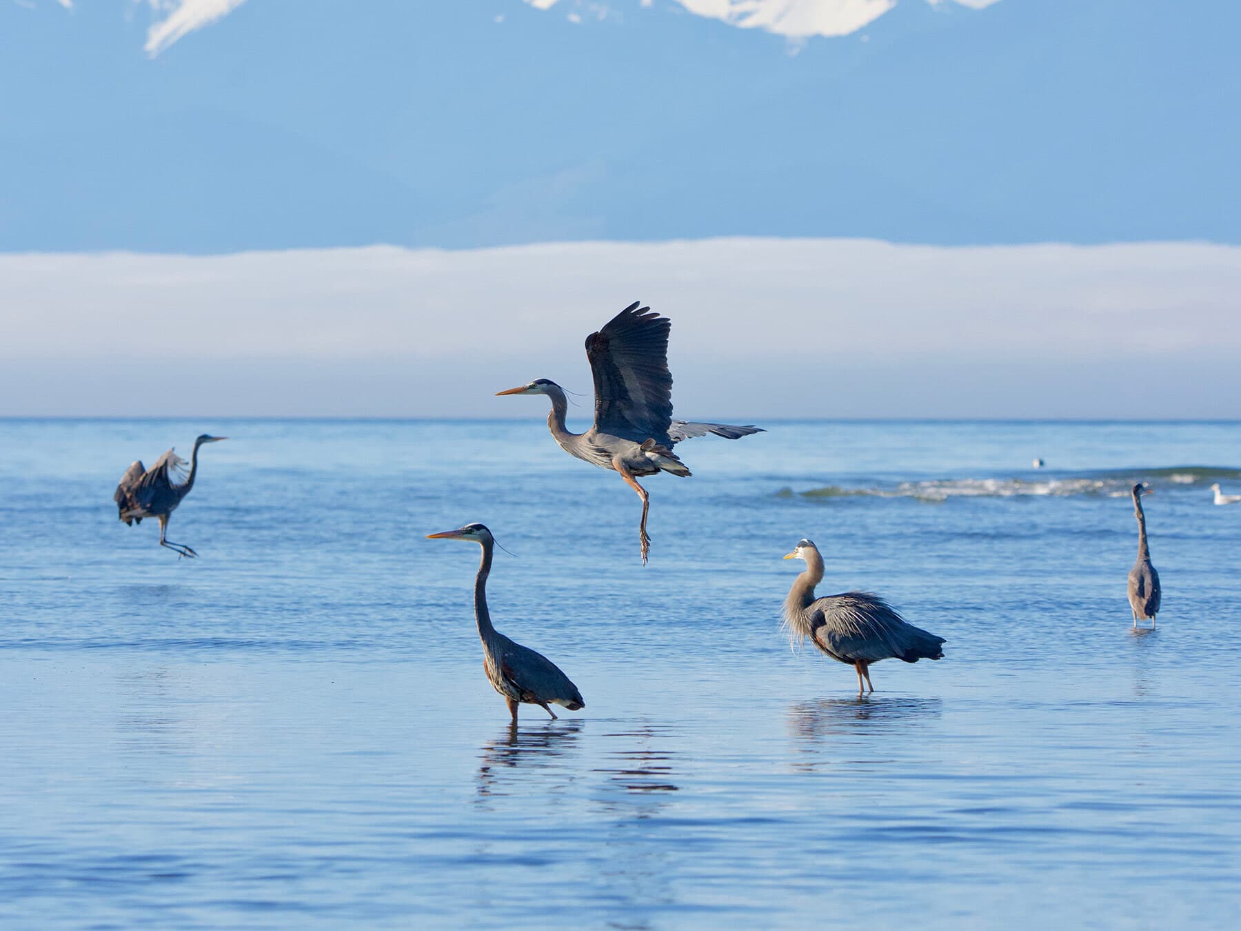 Flock of blue herons
