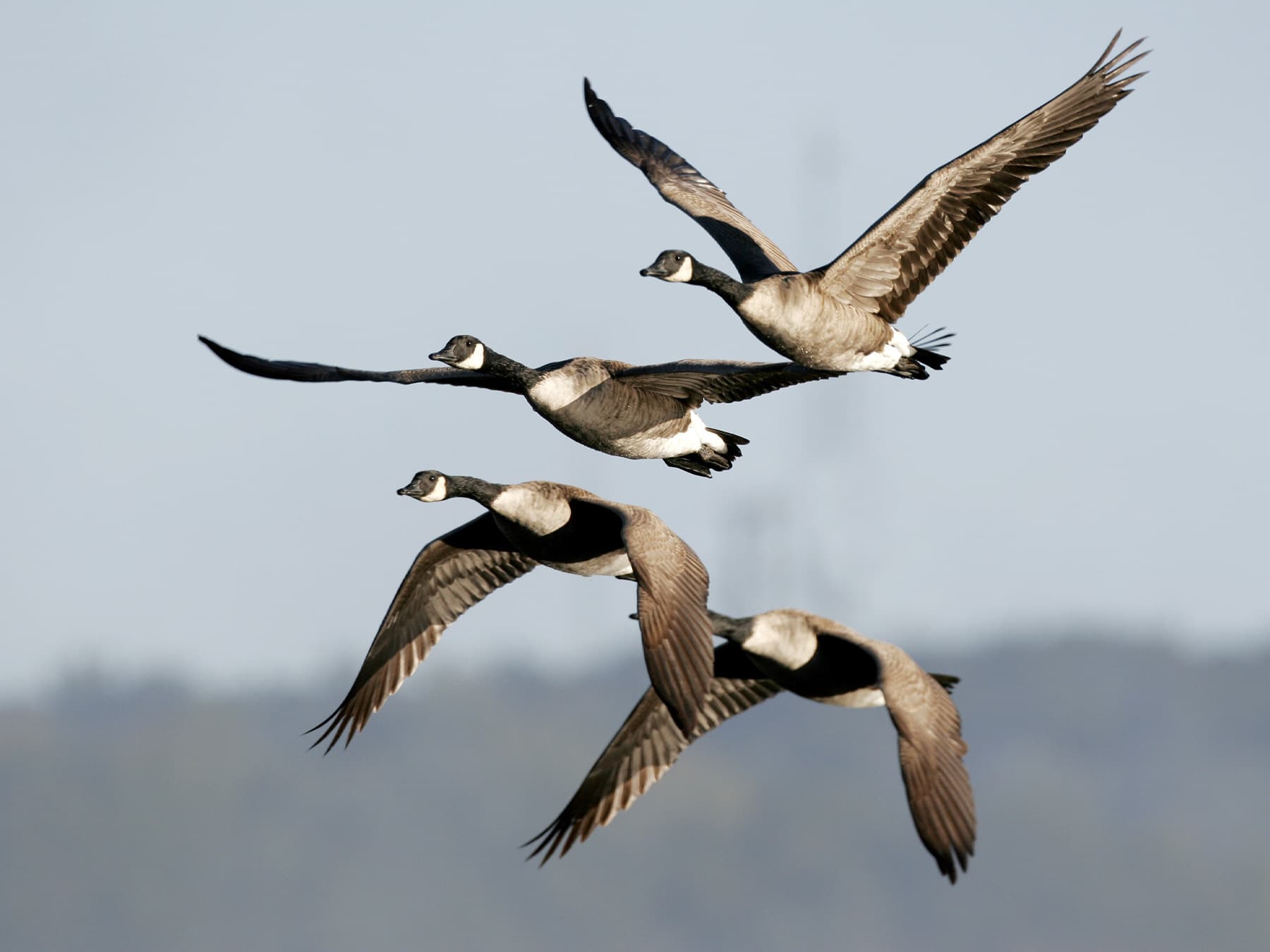 Flock of canada geese migrating