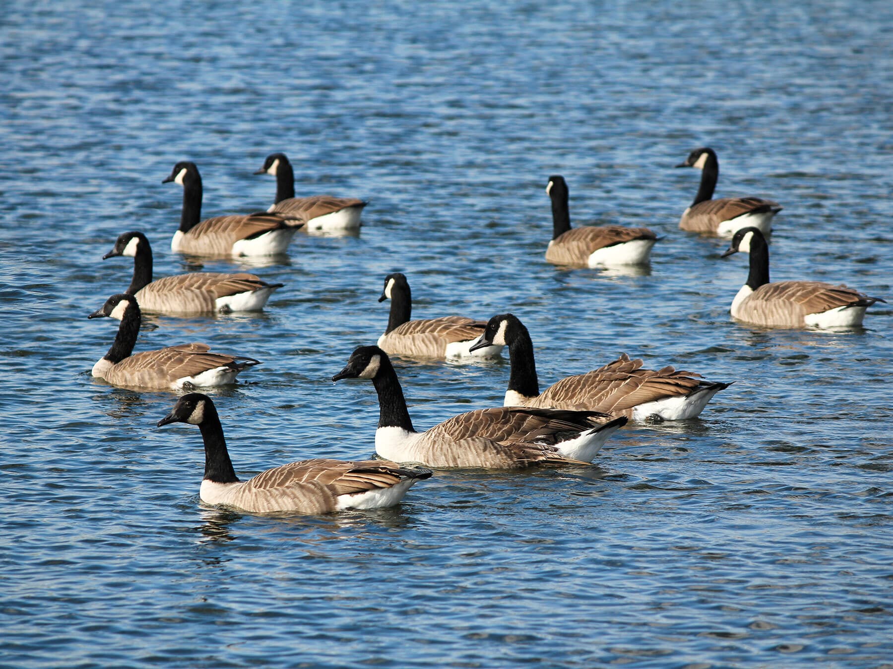 Flock of canadian geese on the water