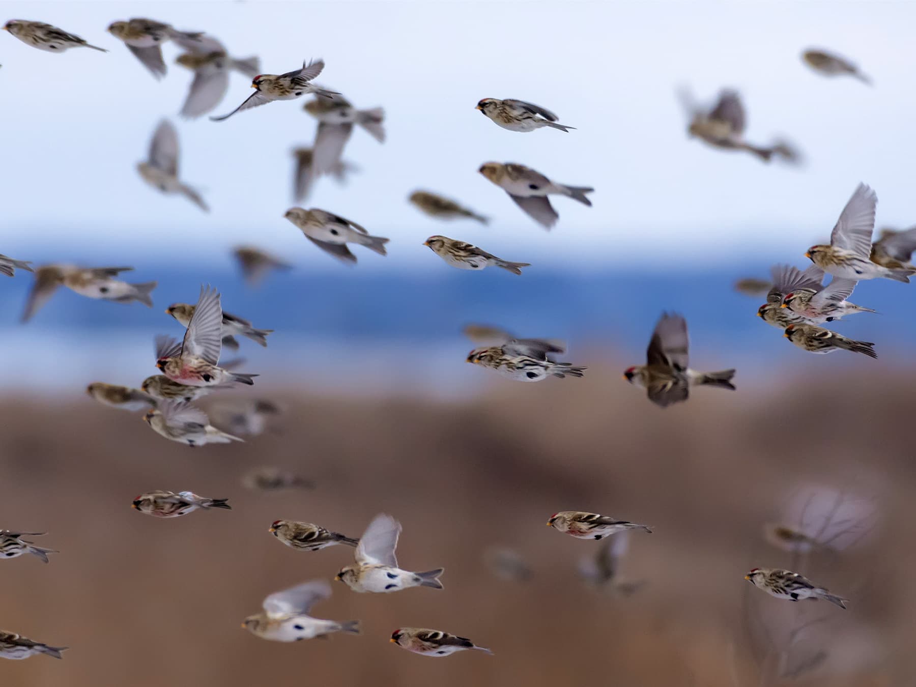 Flock of common redpoll migrants