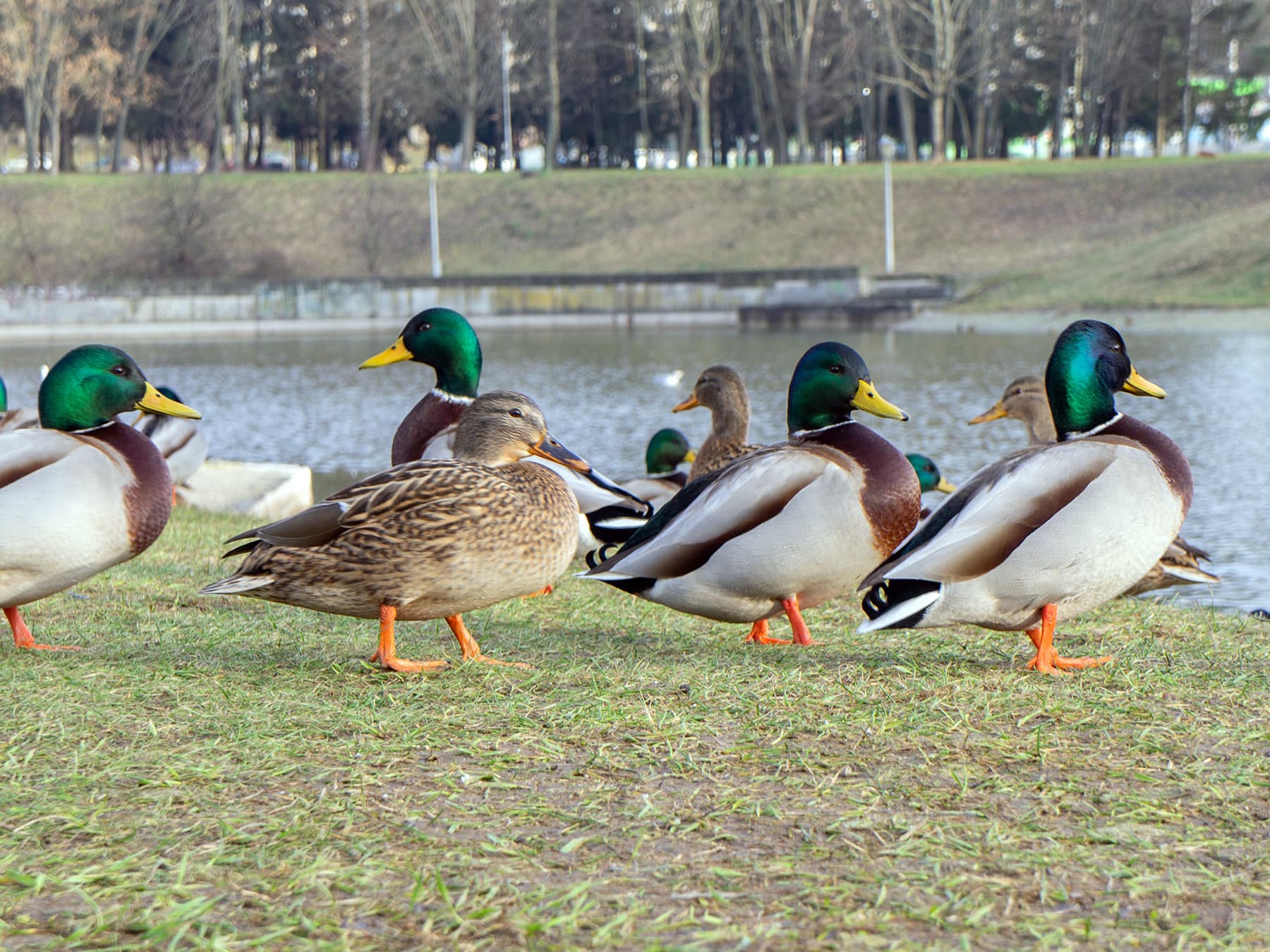 Flock of ducks on bank near water