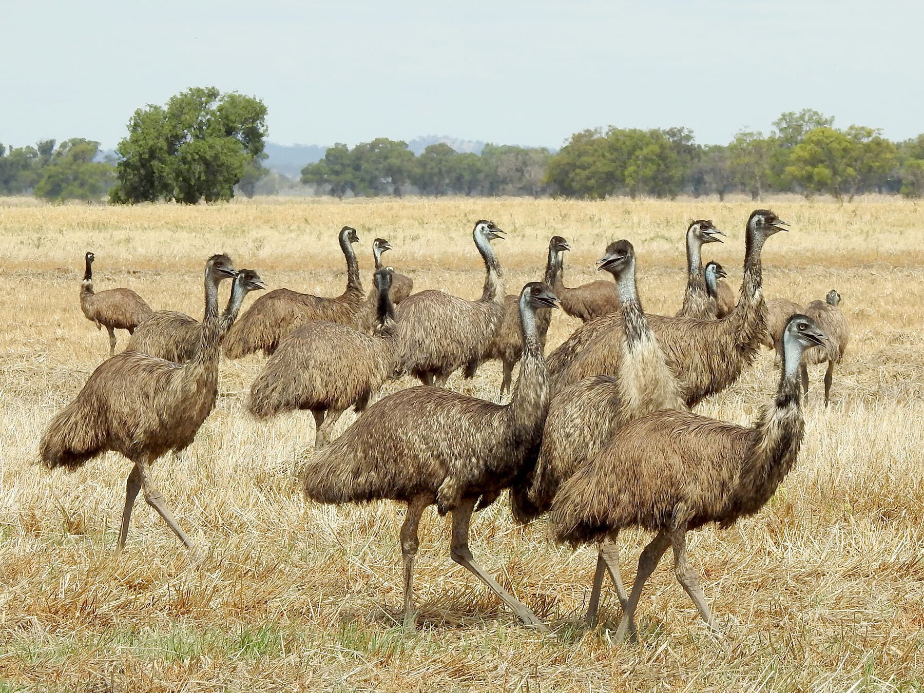 Flock of emus