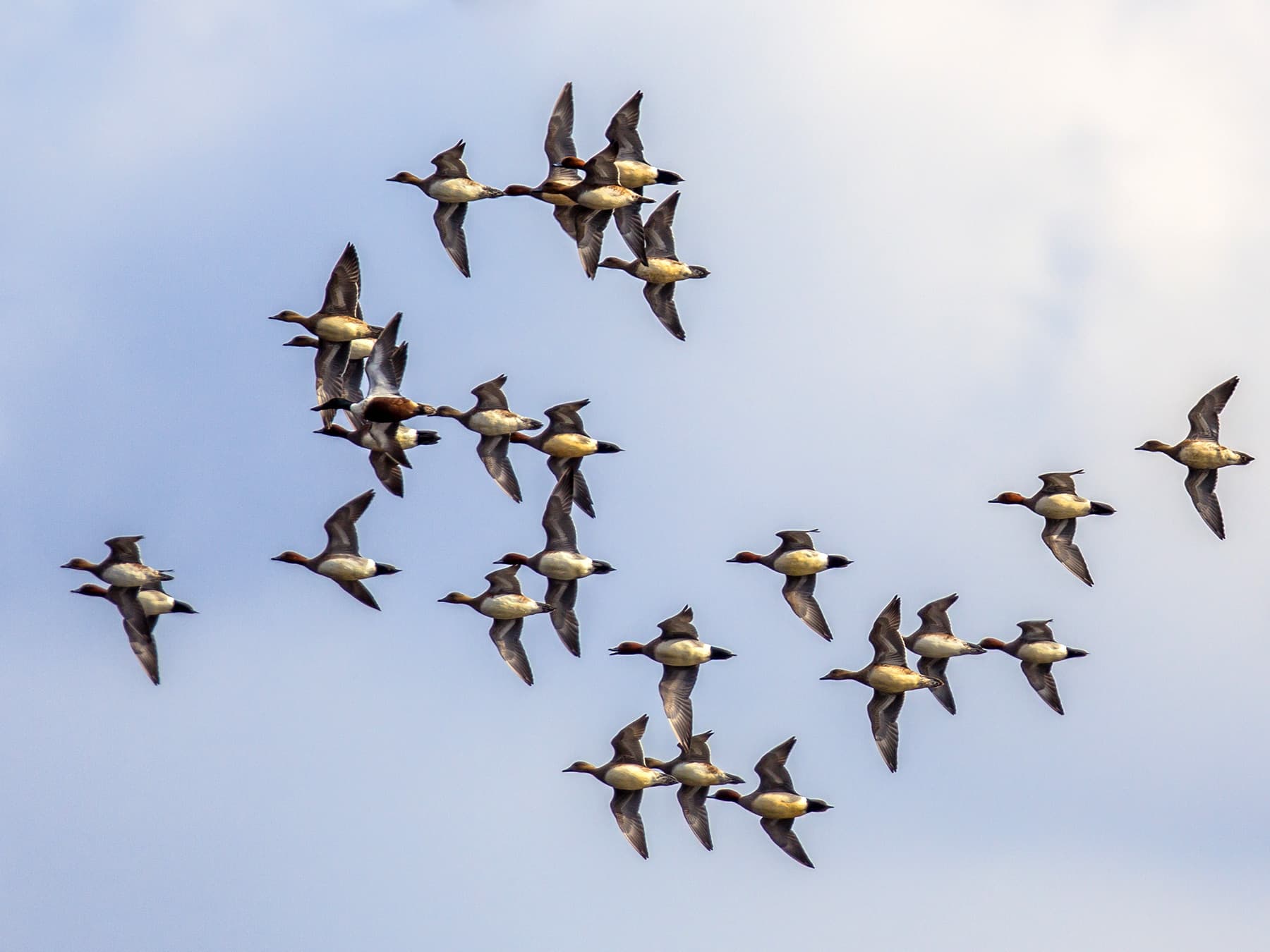 Flock of eurasian wigeons in flight