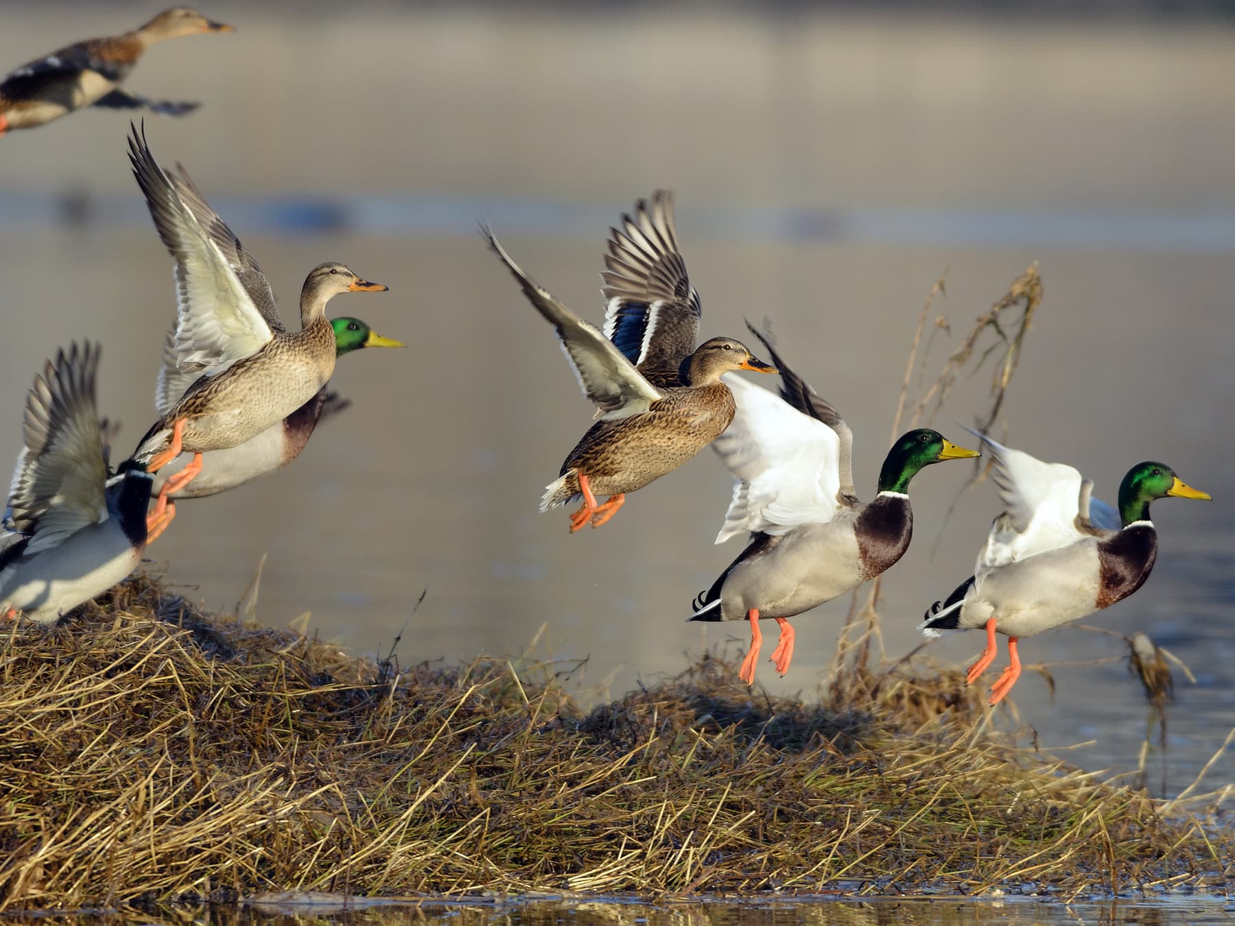 Flock of mallards taking off